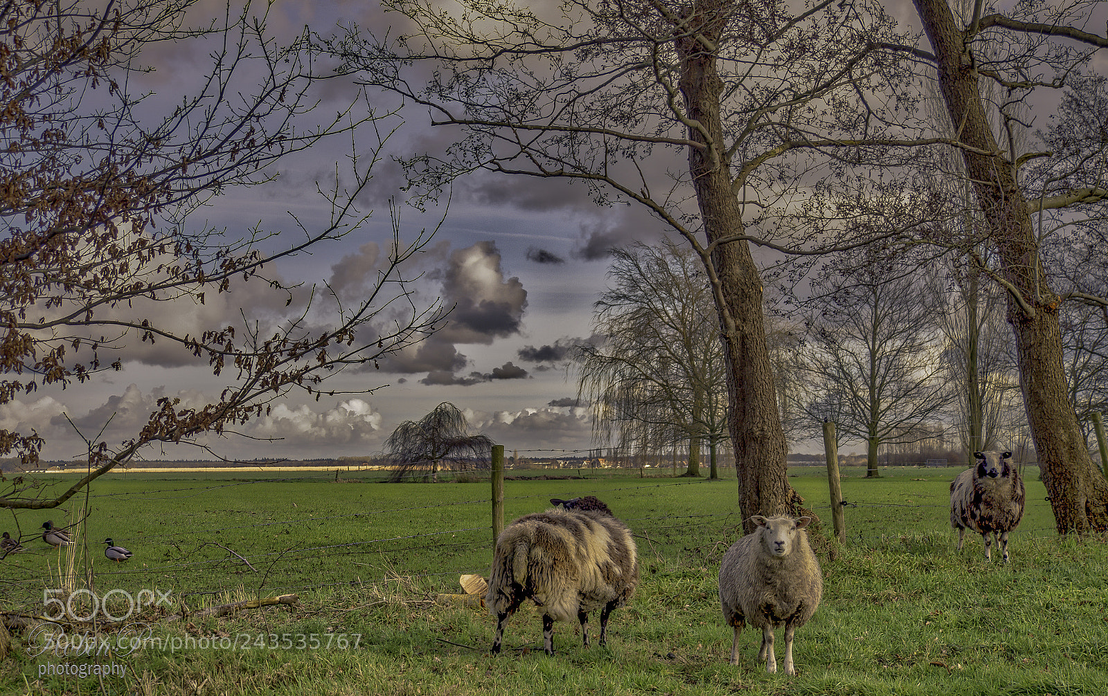 Panasonic Lumix DMC-GX8 sample photo. Holland photography