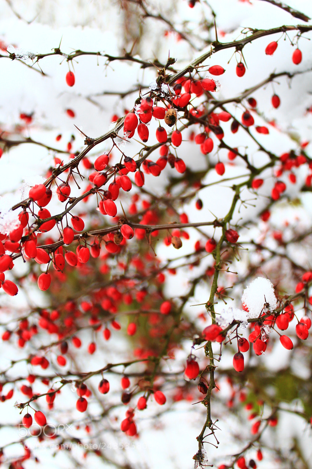 Canon EF-S 18-55mm F3.5-5.6 III sample photo. Untitled photography