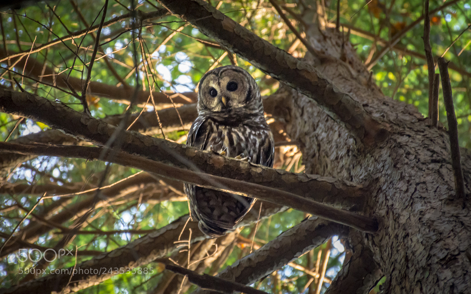 Nikon D7200 sample photo. The barred owl photography