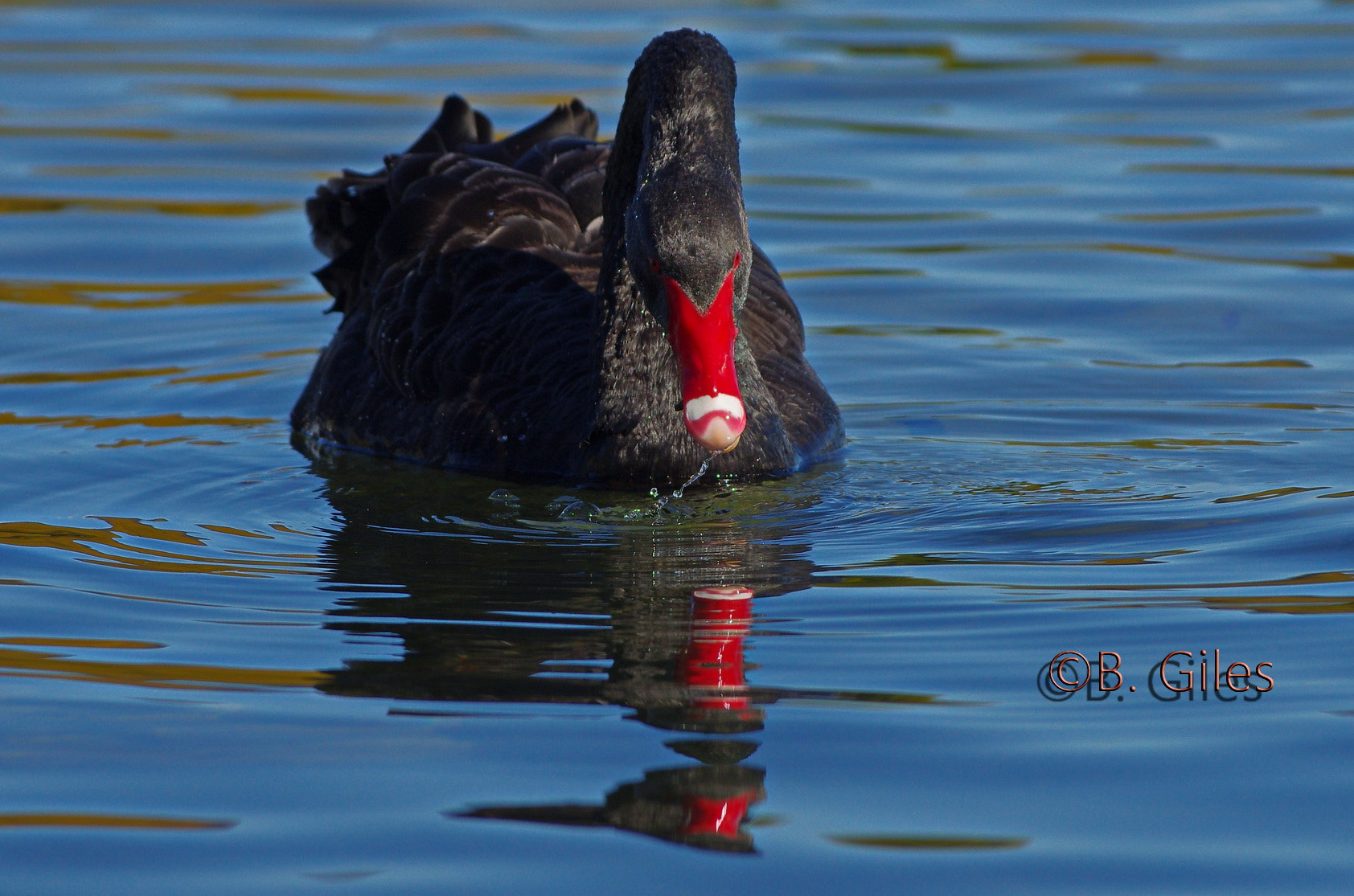 Pentax smc DA* 60-250mm F4.0 ED (IF) SDM sample photo. Black swan photography