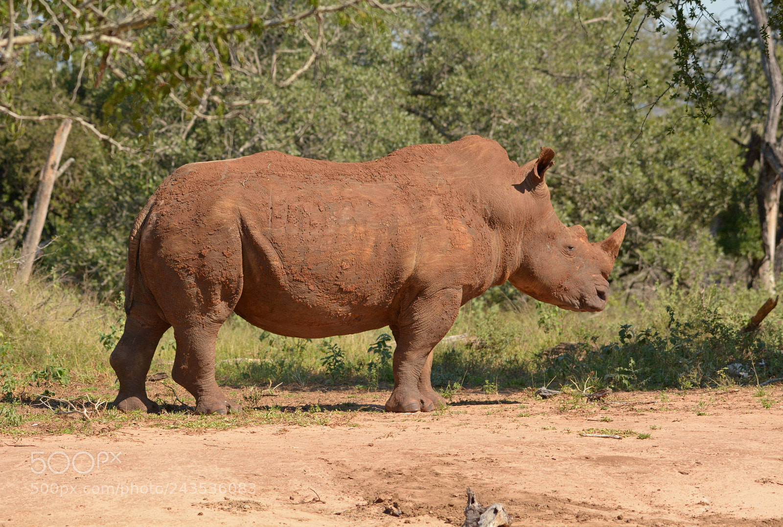 Nikon D7100 sample photo. White rhino photography