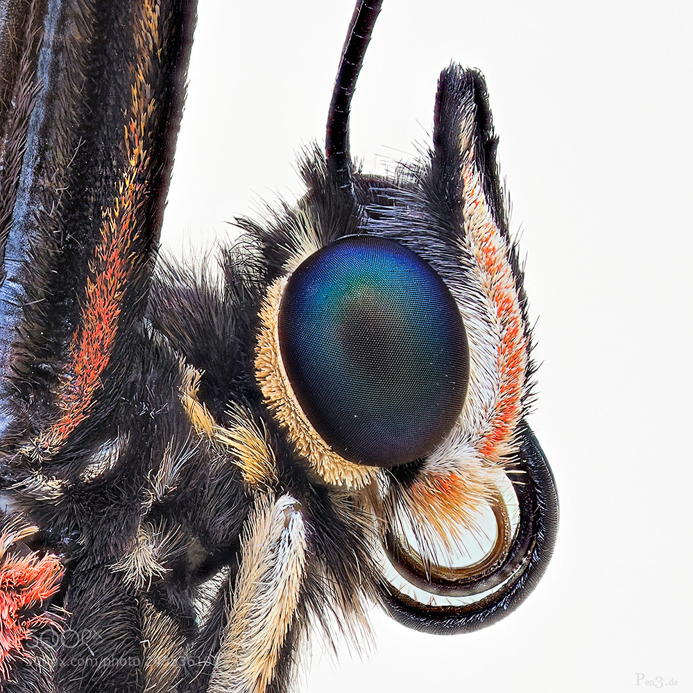 Olympus PEN-F sample photo. Peleides blue morpho photography