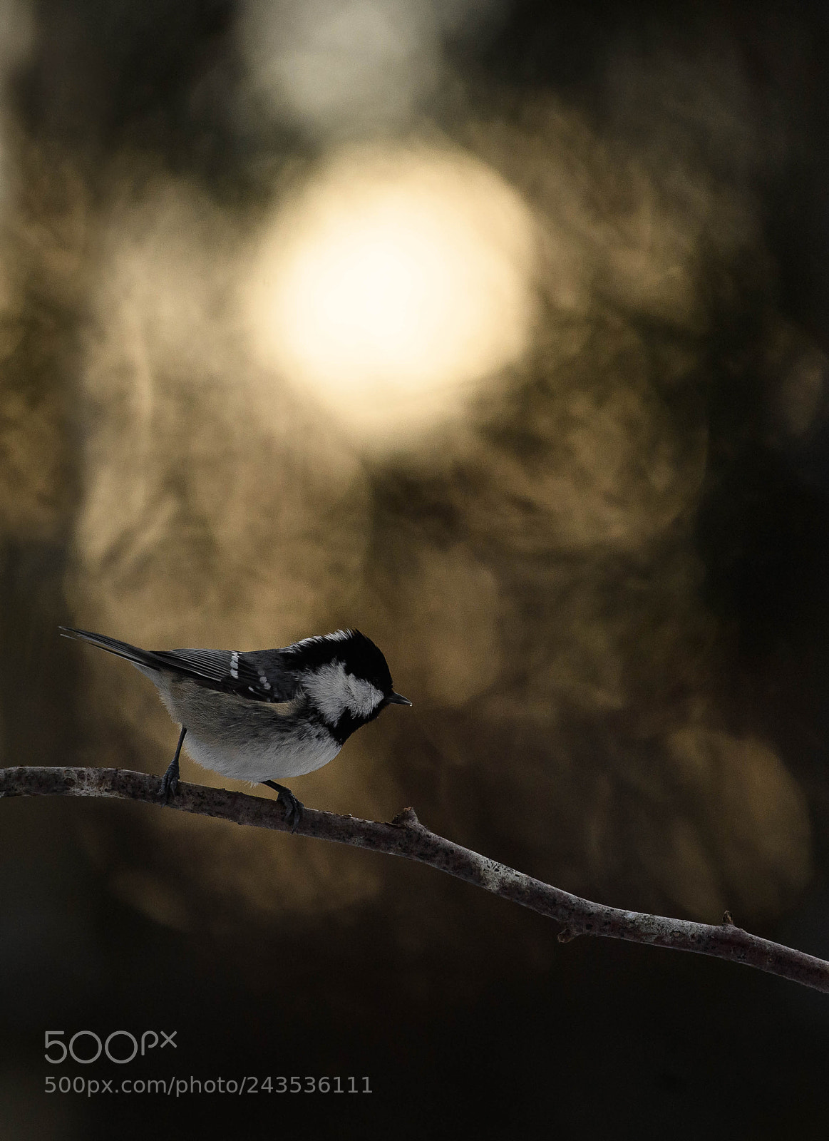 Nikon D5 sample photo. Walk the line photography