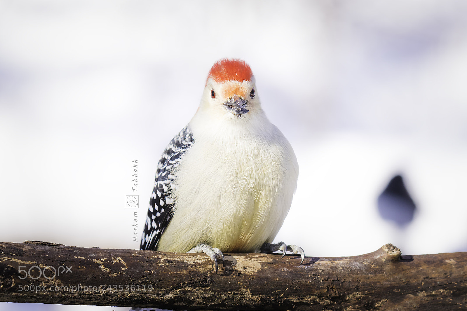 Nikon D850 sample photo. Woodpecker photography