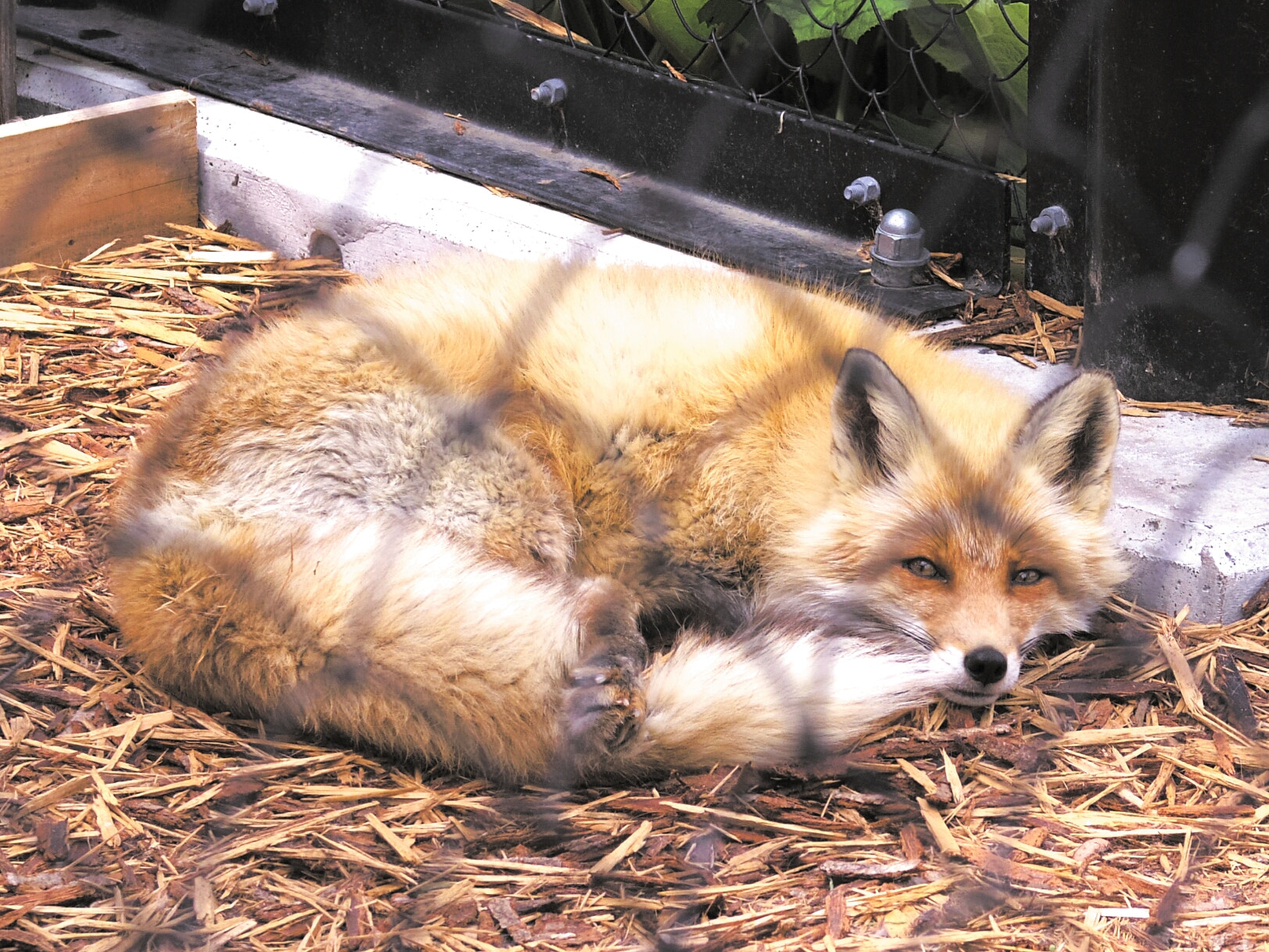 Pentax Q7 sample photo. A fox in a cage photography