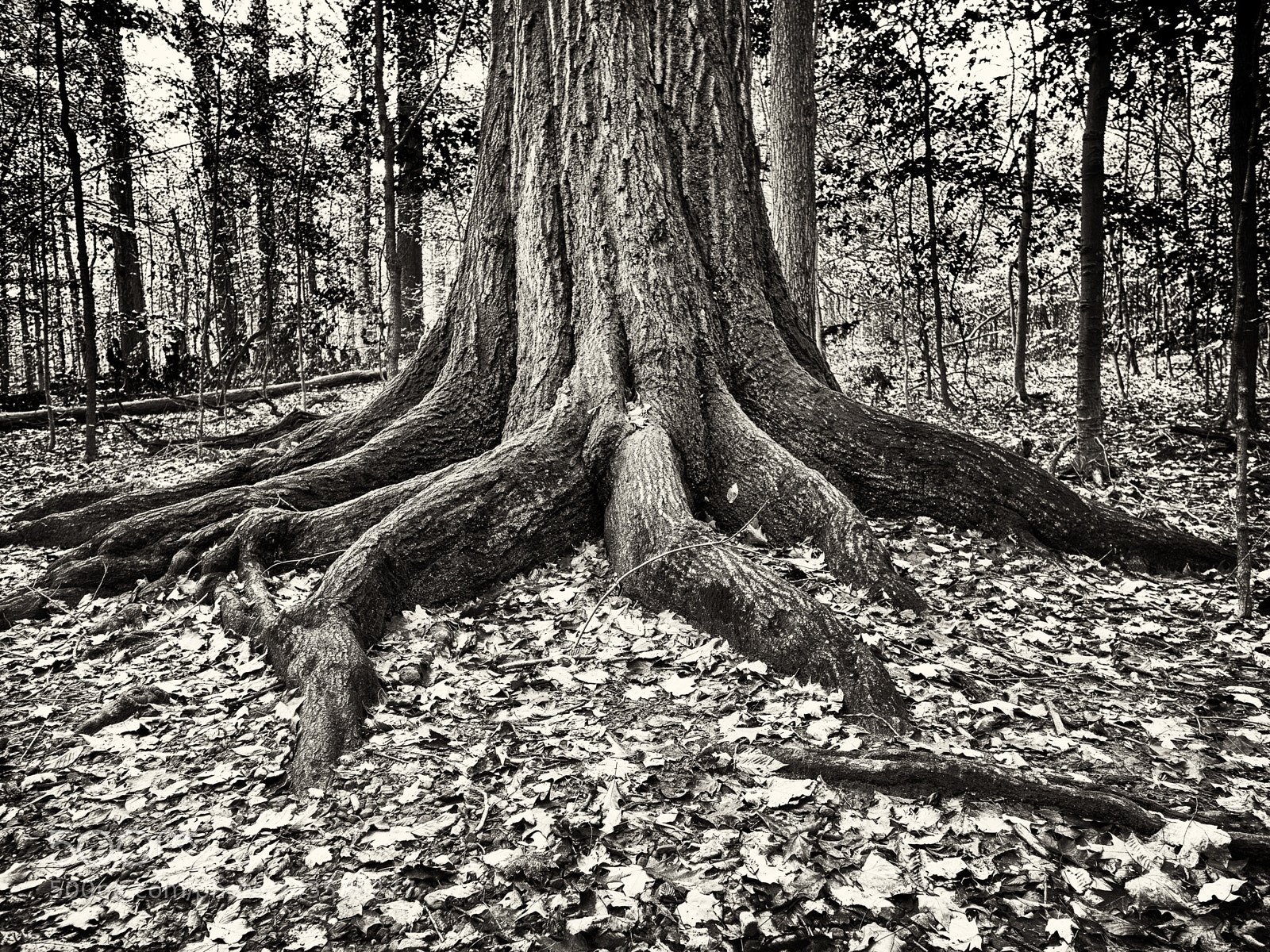 Olympus OM-D E-M10 II sample photo. Roots photography