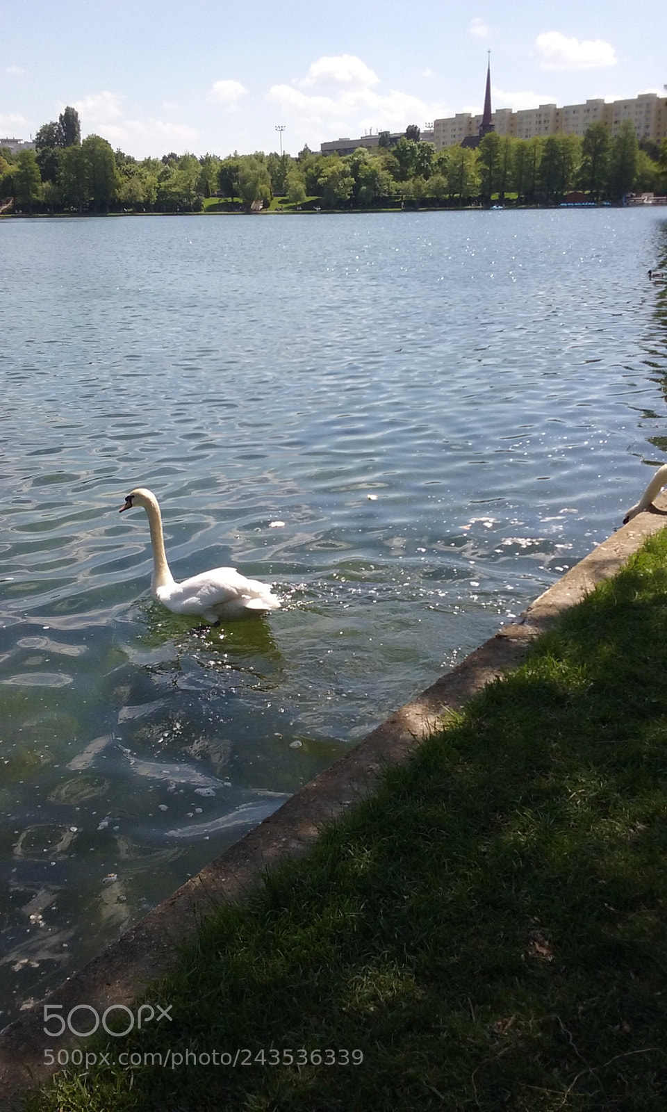 Samsung Galaxy Core Prime sample photo. Swan photography