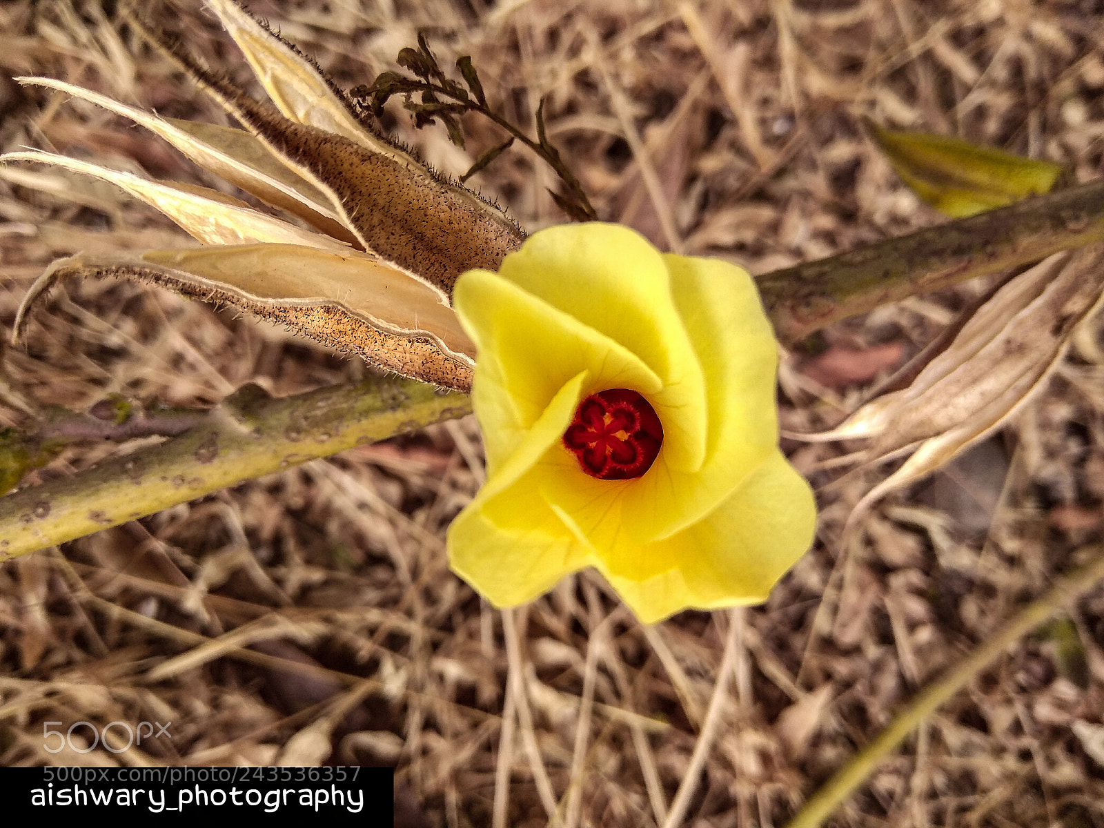Xiaomi Redmi Note 4 sample photo. Lady finger flower photography