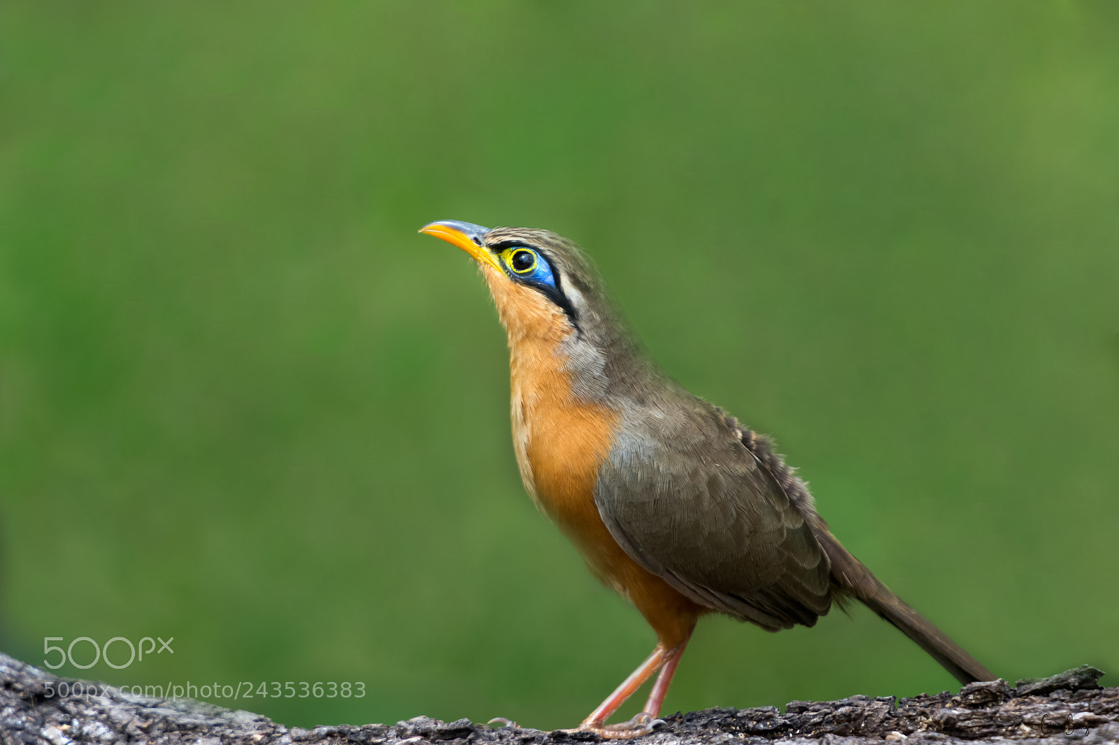 Nikon D4 sample photo. Lesser ground cuckoo photography