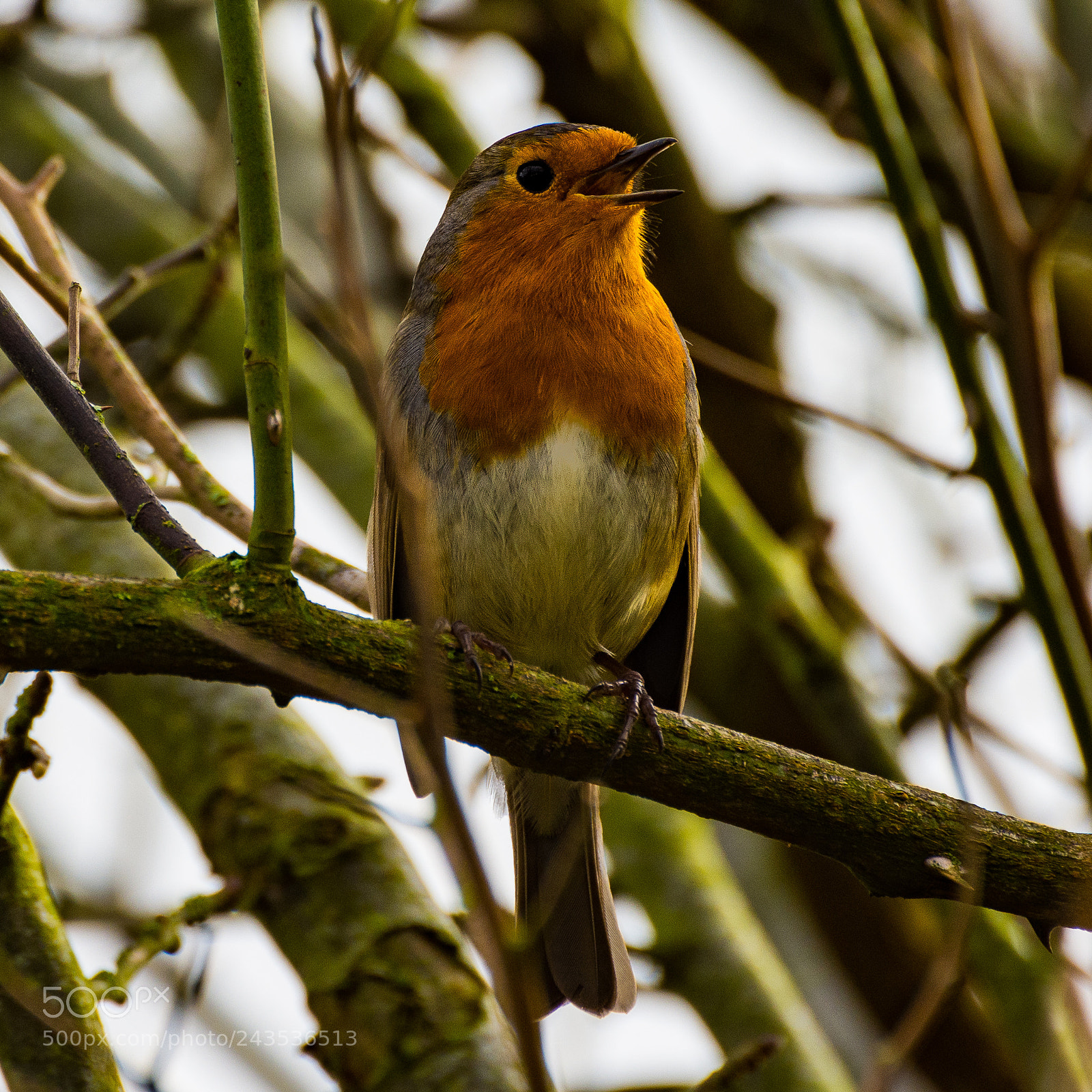 Nikon D7200 sample photo. Singing for all its photography