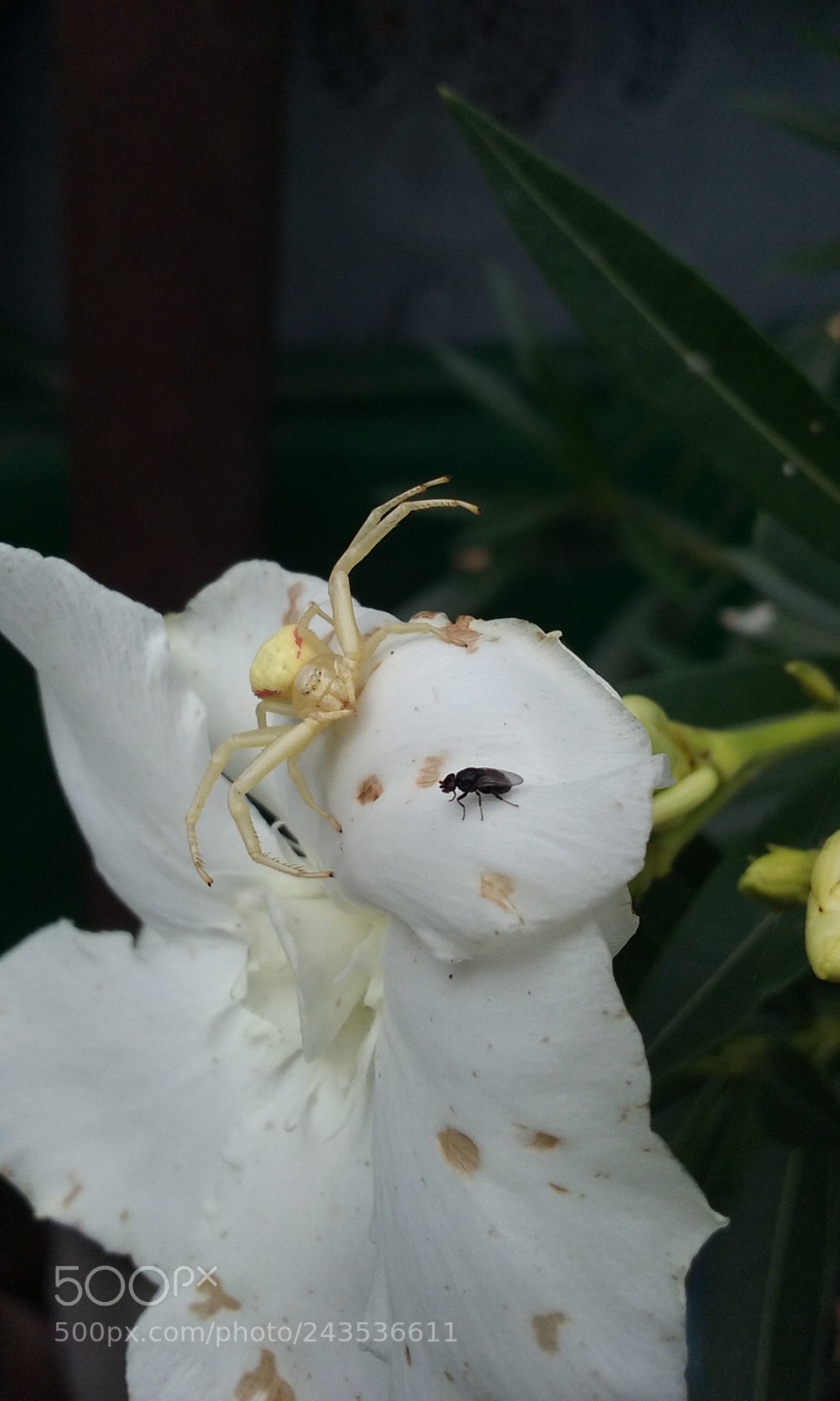 Samsung Galaxy Core Prime sample photo. Spider flower photography