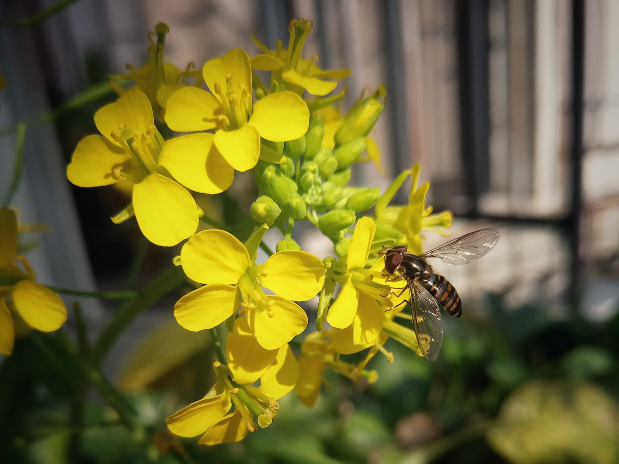 Meizu MX6 sample photo