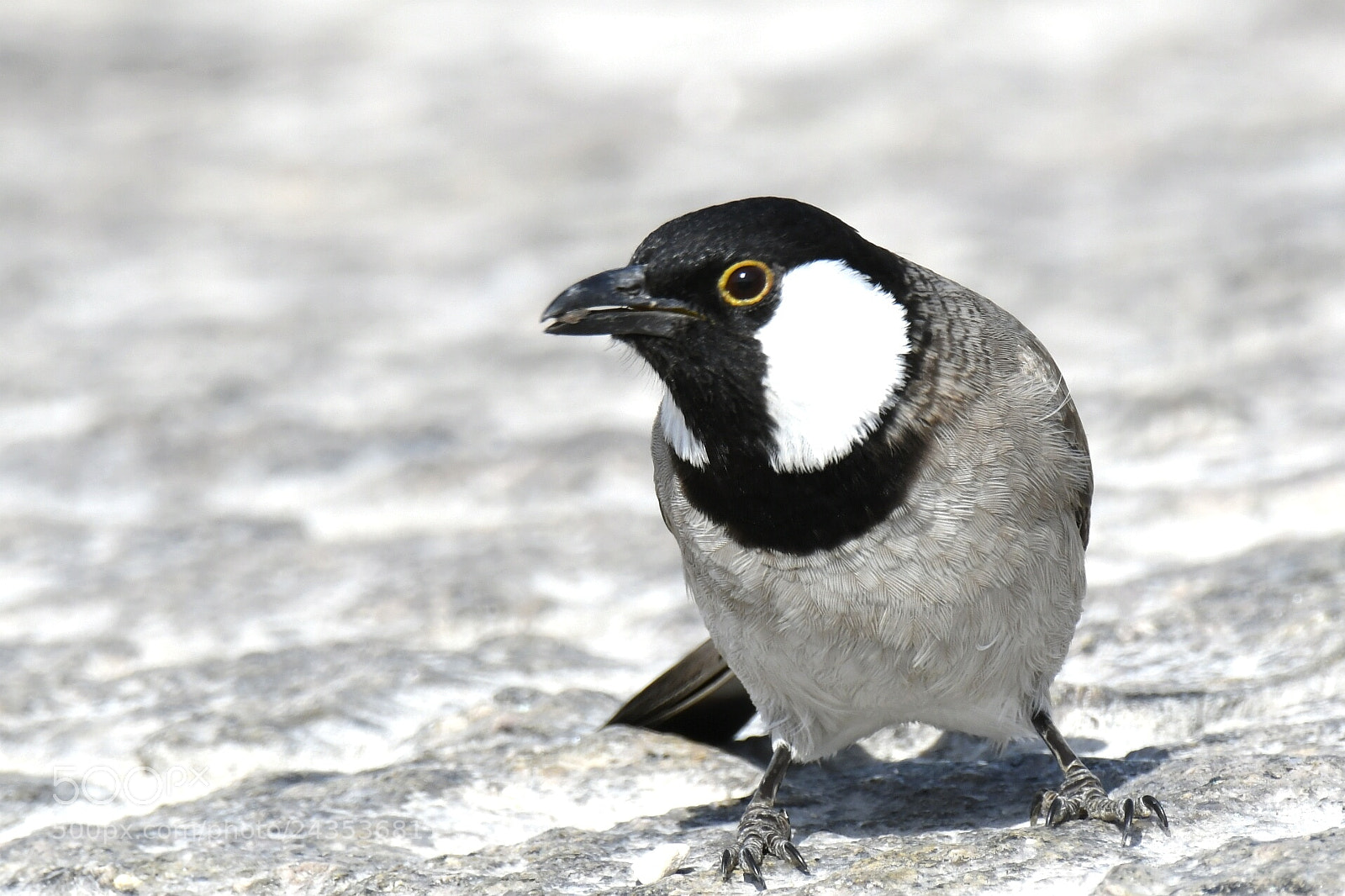 Nikon AF-S Nikkor 200-500mm F5.6E ED VR sample photo. White-eared bulbul photography