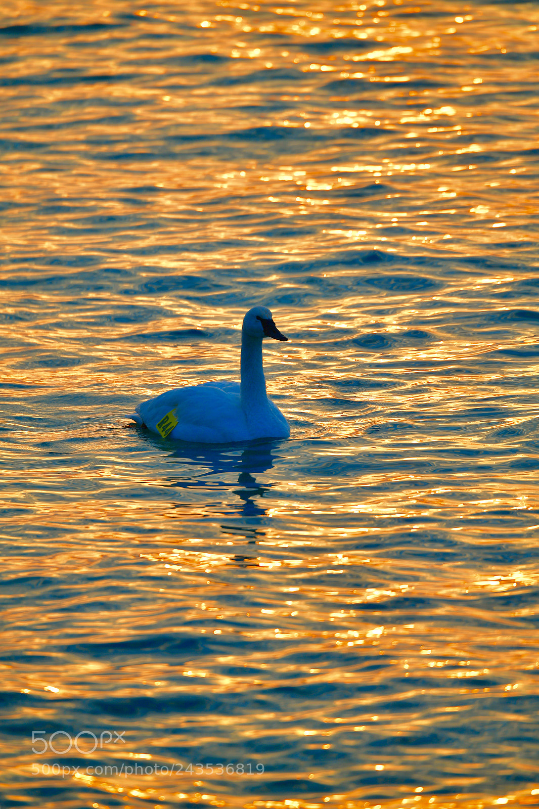 Nikon D5 sample photo. A swan at rise photography