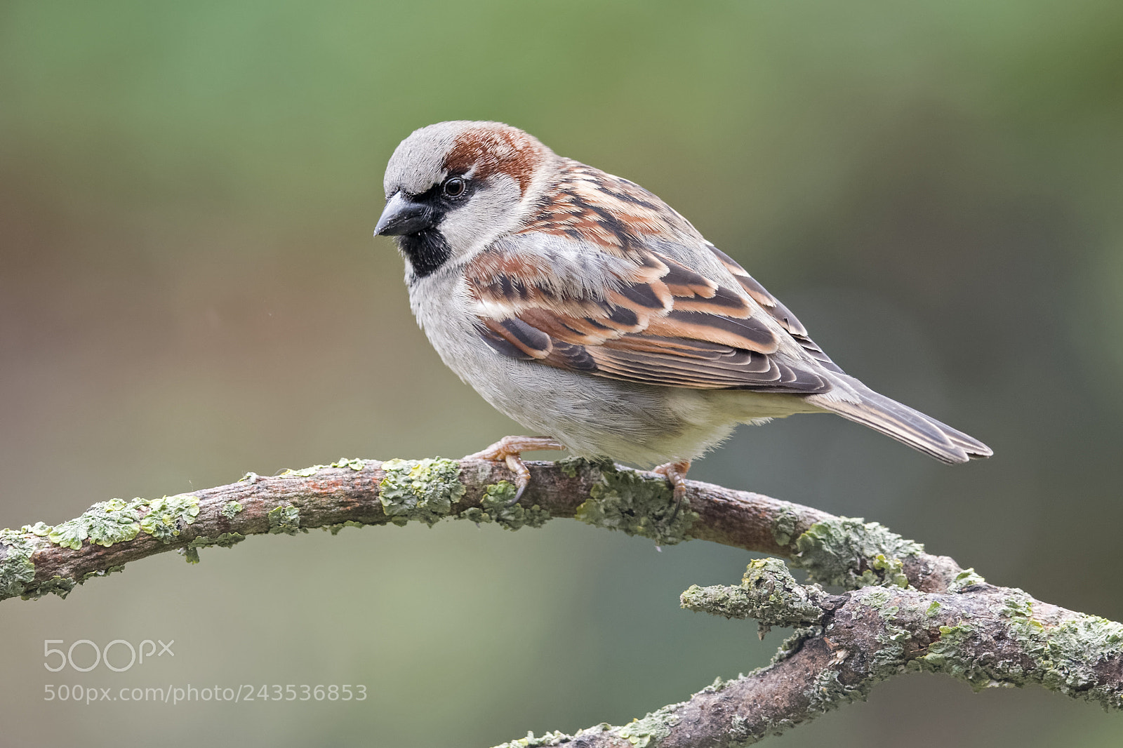 Nikon D500 sample photo. House sparrow photography