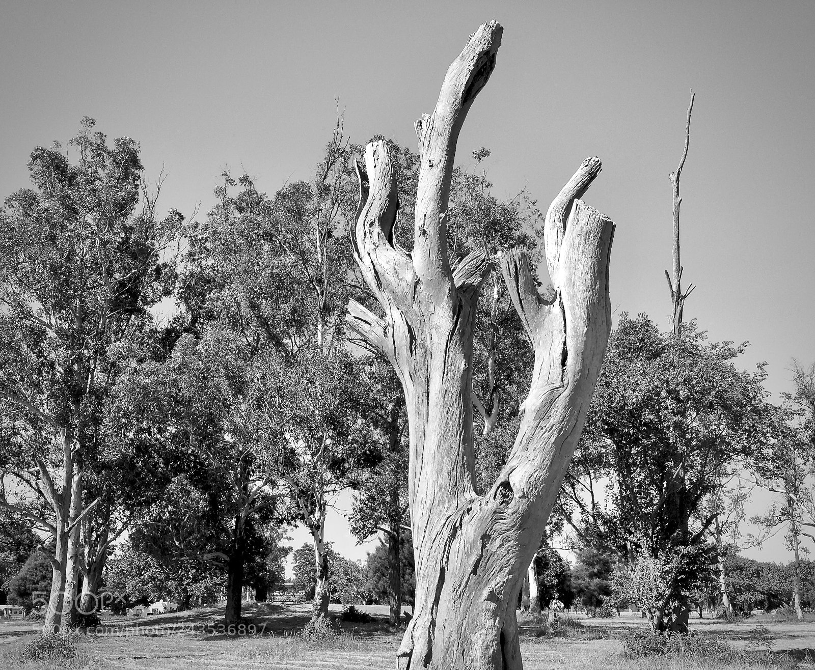 Samsung Galaxy Note4 sample photo. Tree photography