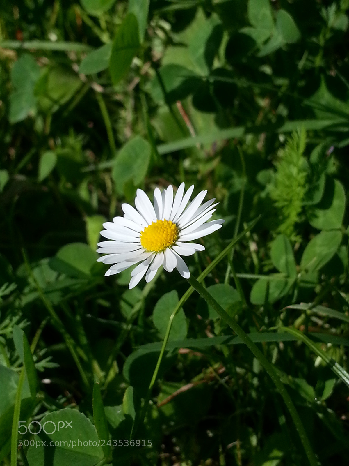Samsung Galaxy S3 sample photo. Camomile flower photography