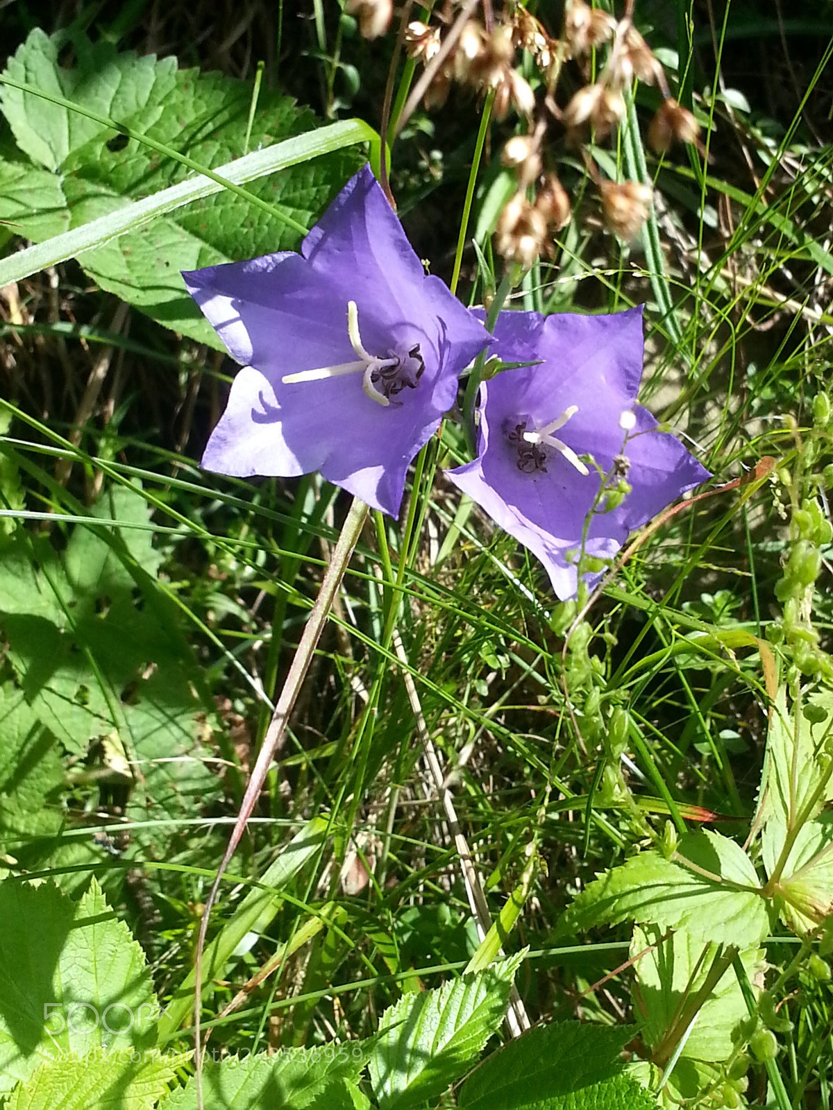 Samsung Galaxy S3 sample photo. Mountain flower photography