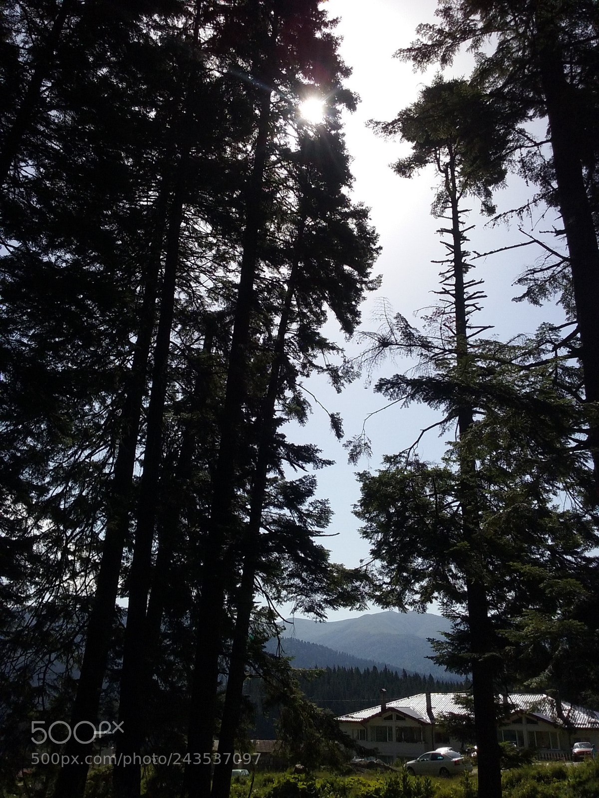 Samsung Galaxy Core Prime sample photo. Mountain tree view photography
