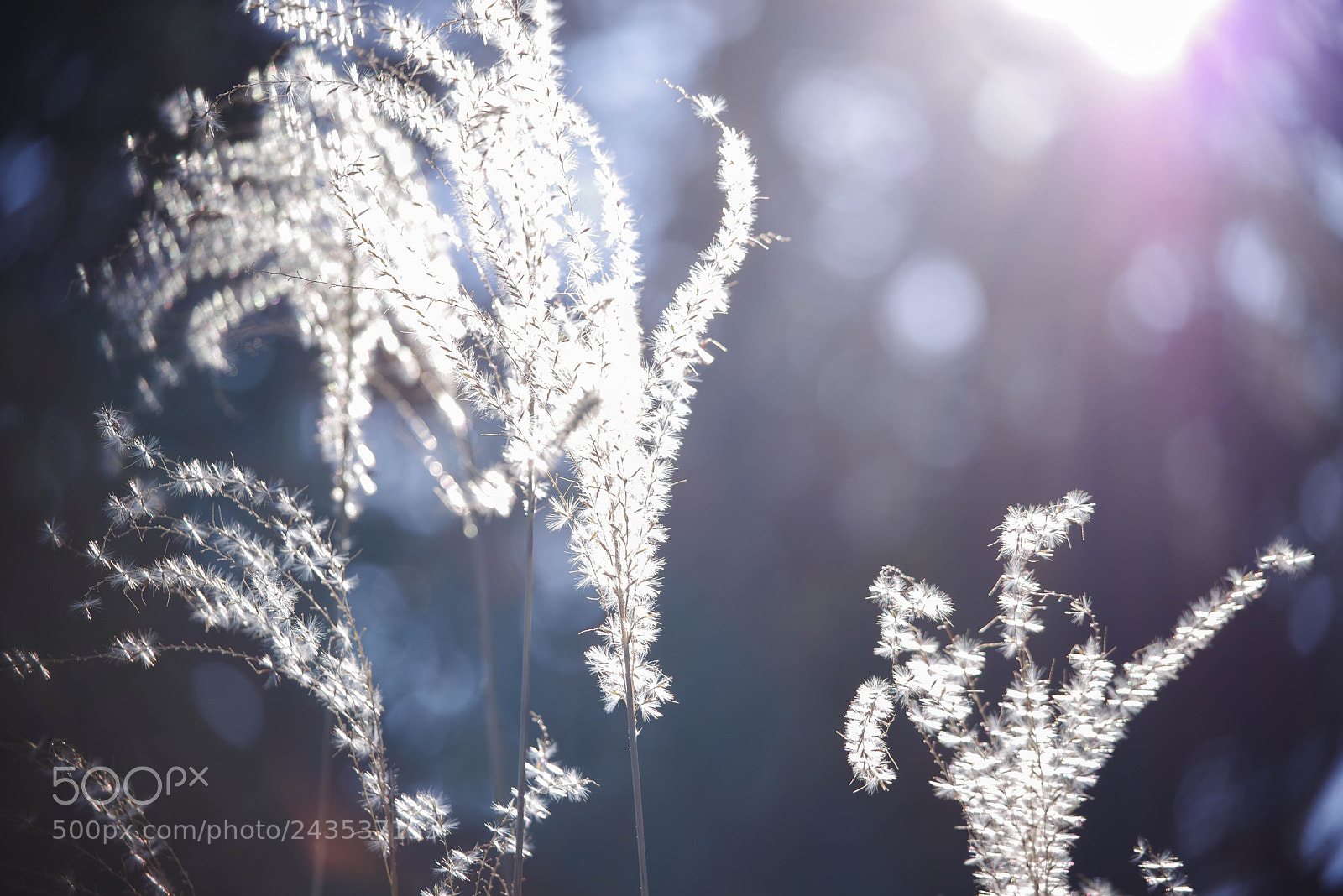 Pentax K-1 sample photo. With sunlight photography