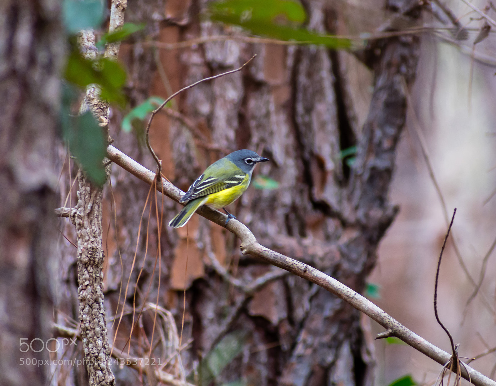 Nikon D3400 sample photo. Blue headed vireo photography