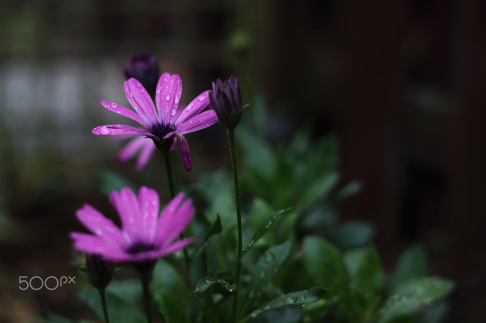 Canon EOS 50D + Canon EF 50mm f/1.8 sample photo. Tears for violet photography