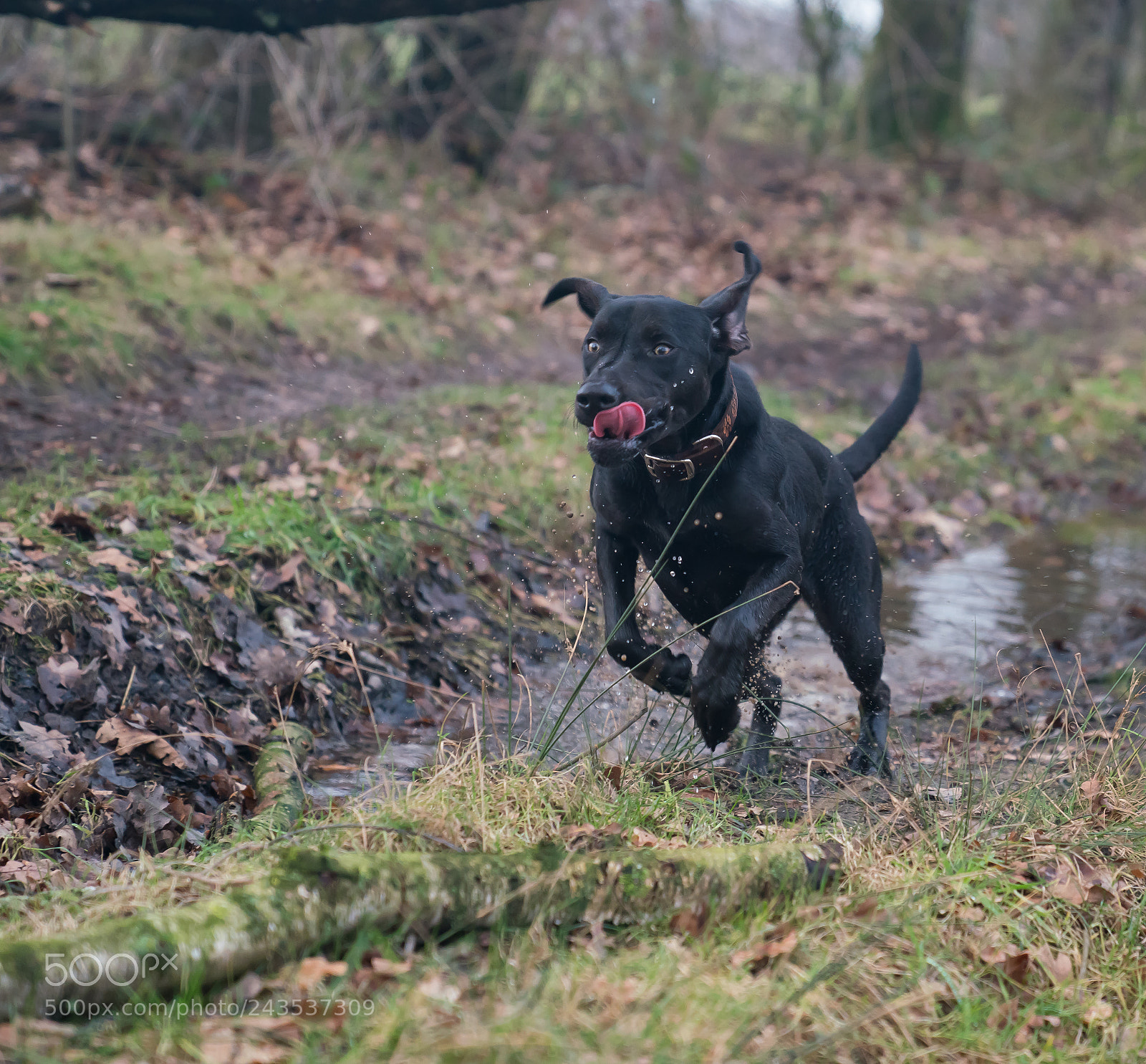 Sony a7R III sample photo. Billie ! photography
