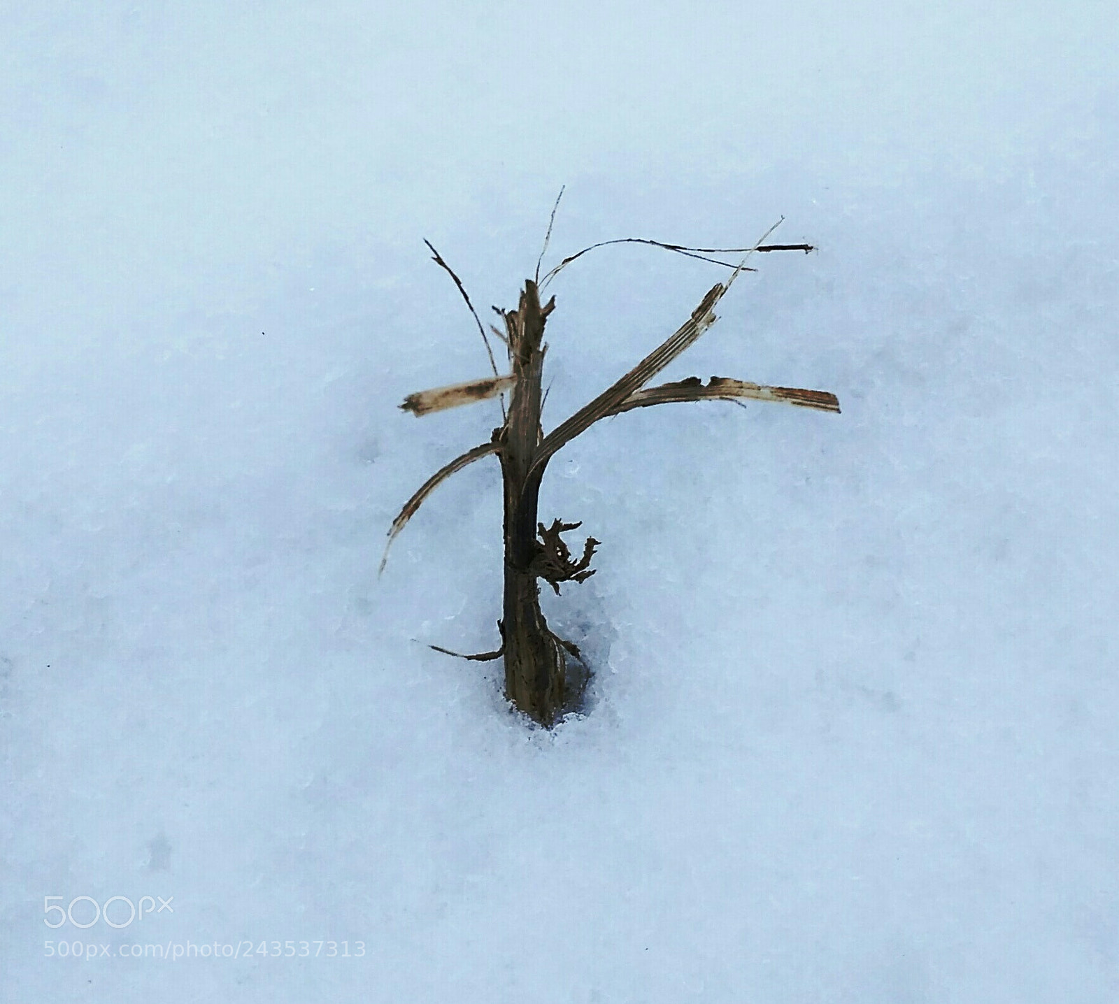 Xiaomi Redmi 4A sample photo. Old grass photography