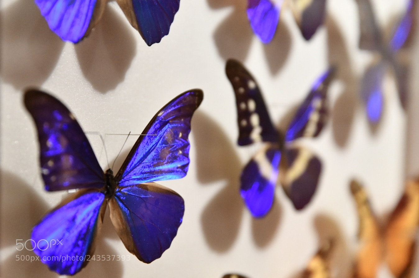 Nikon D850 sample photo. Untitled photography