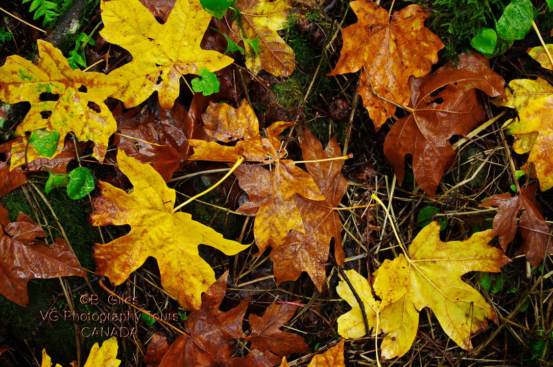 Pentax smc DA 18-55mm F3.5-5.6 AL WR sample photo. Fallen glory photography