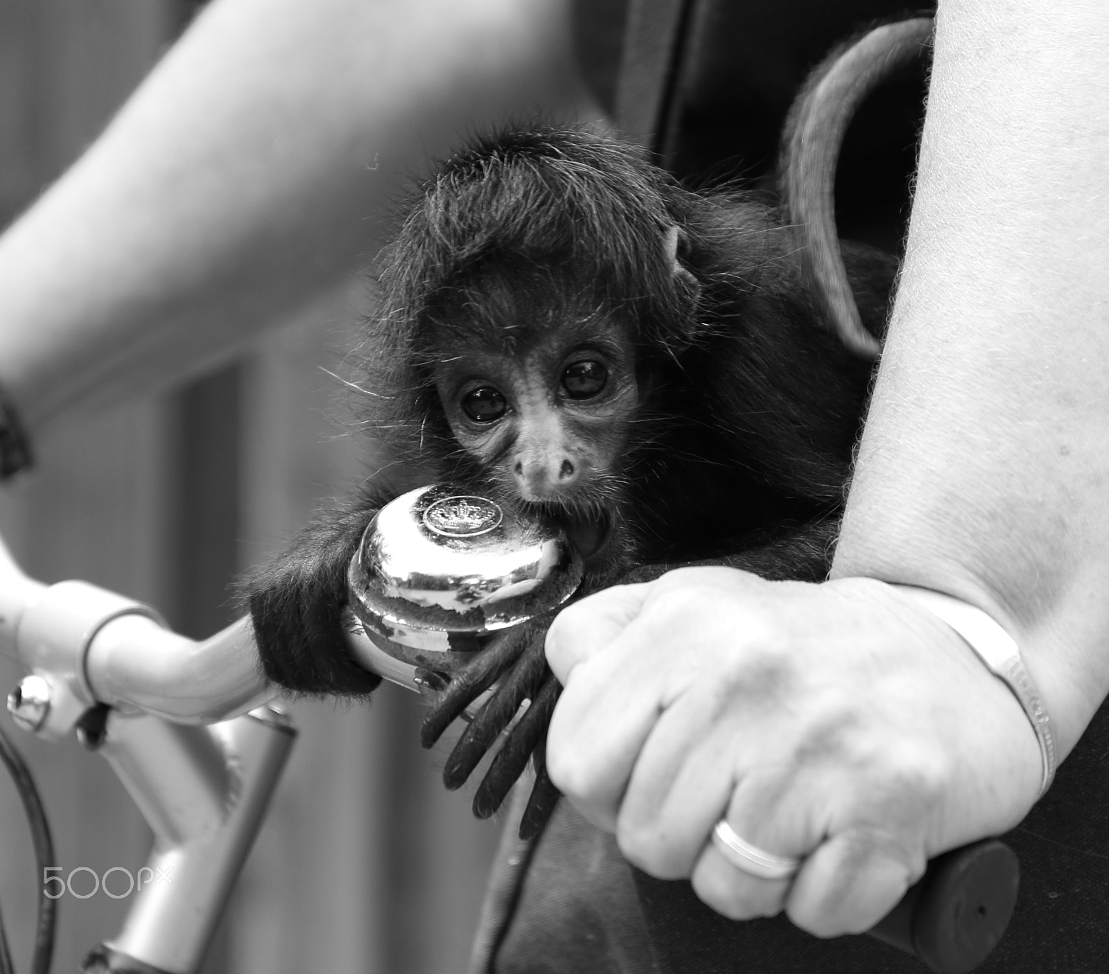 Canon EOS 50D + Canon EF-S 17-55mm F2.8 IS USM sample photo. Zoo encounter i photography