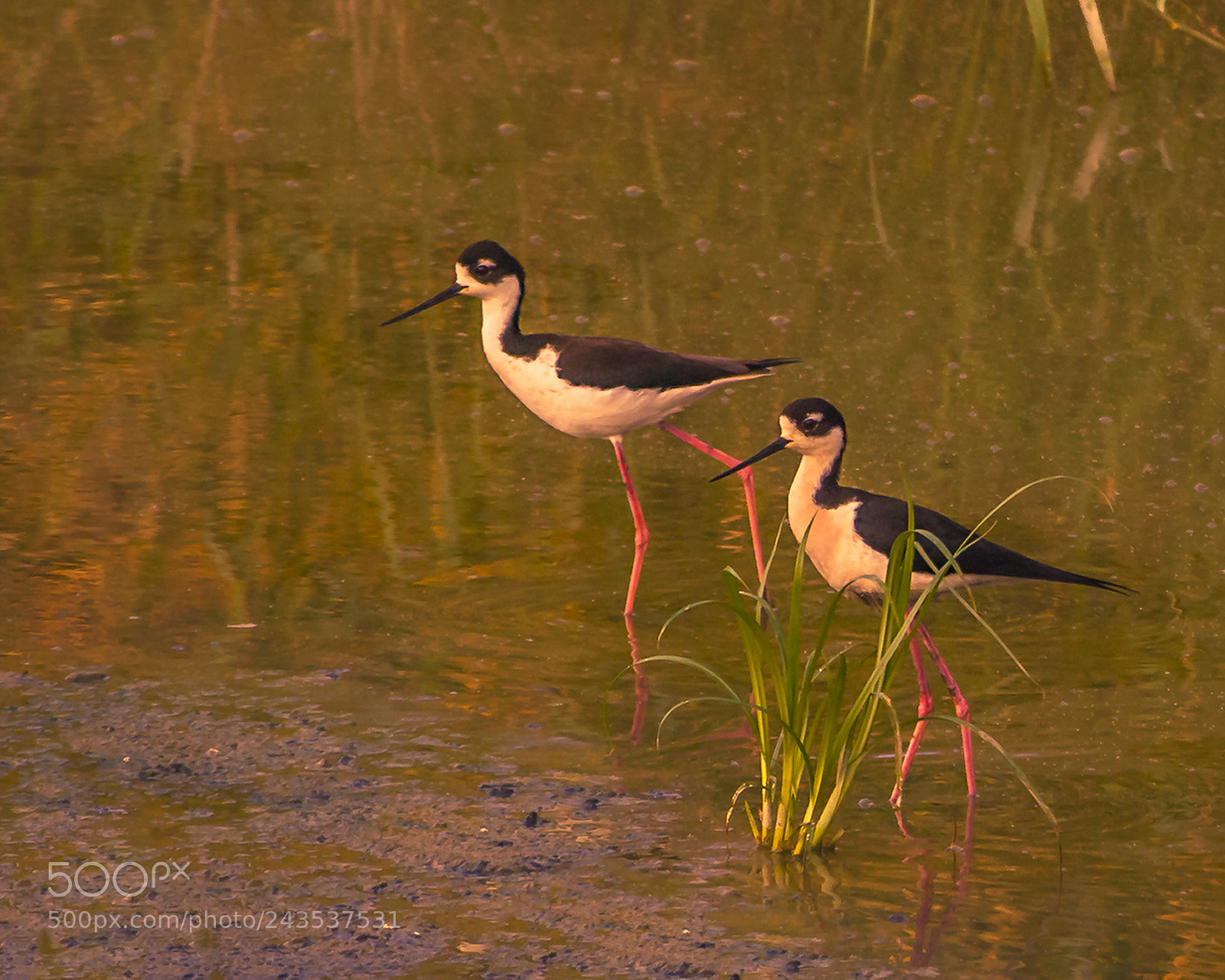 Nikon D200 sample photo. Black necks photography