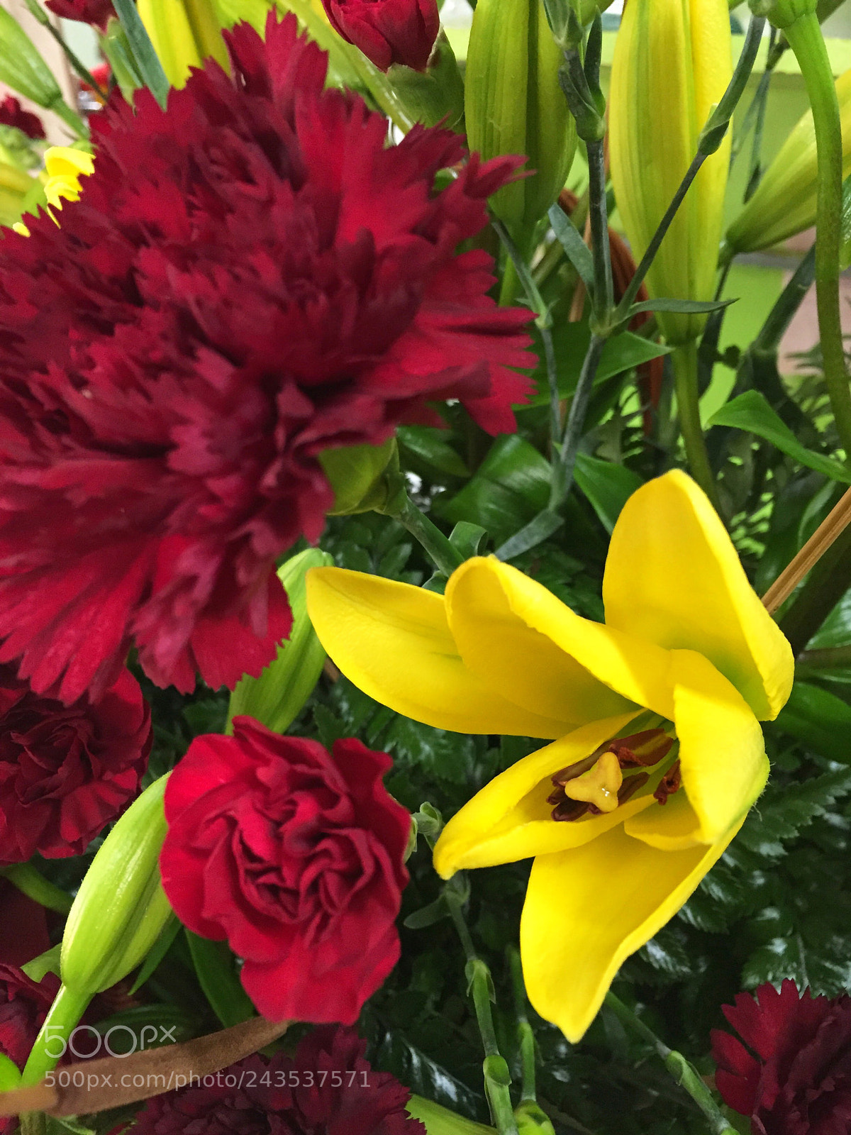 Apple iPhone 6 Plus sample photo. Today’s flower photography