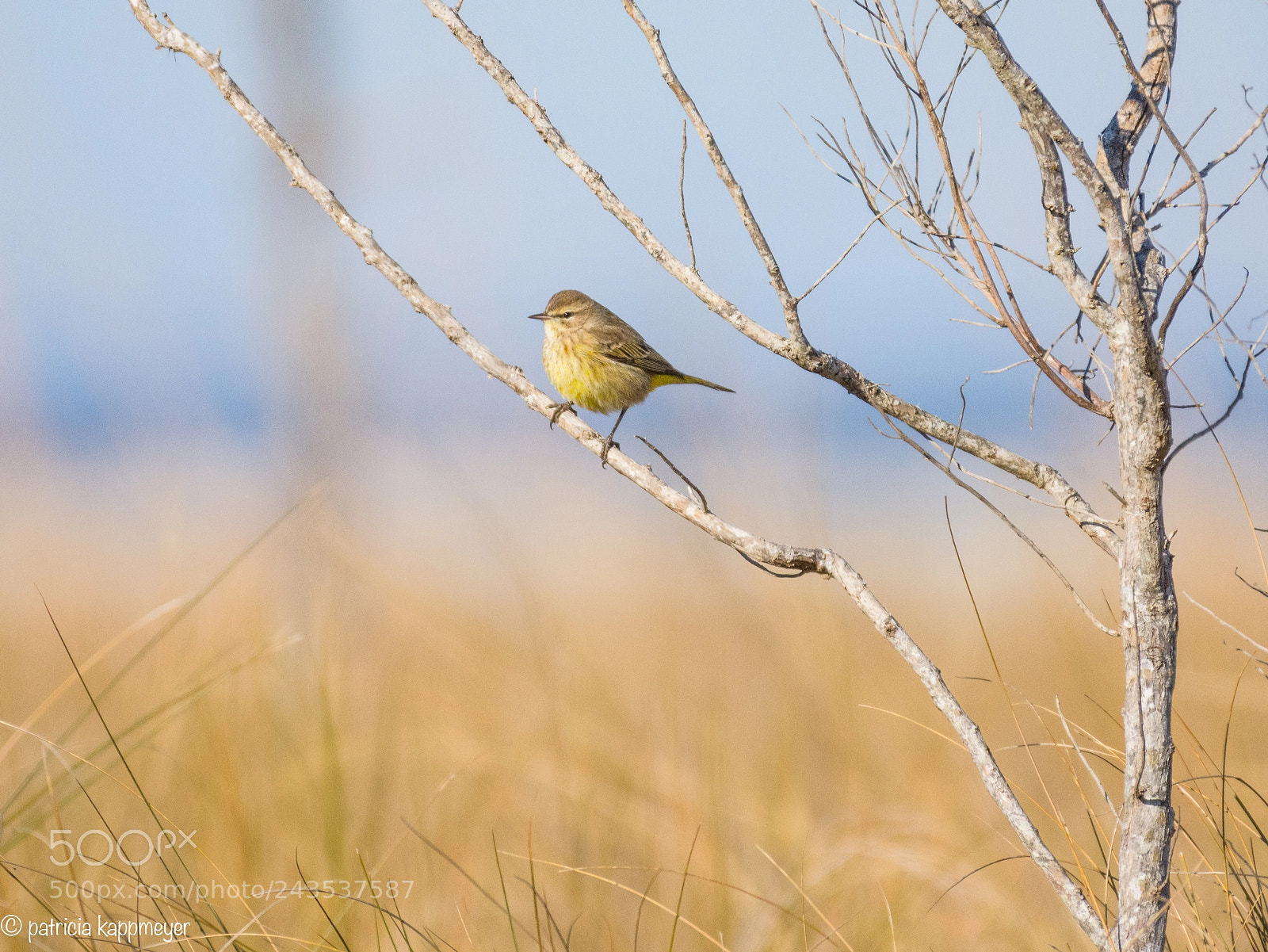 Nikon D7200 sample photo. Marsh view photography