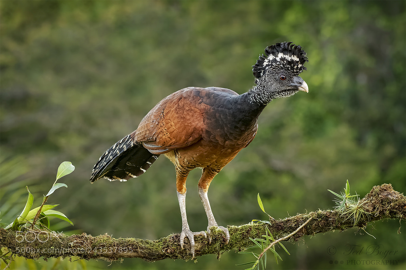 Nikon D500 sample photo. Great curassow (female-dark morph) photography