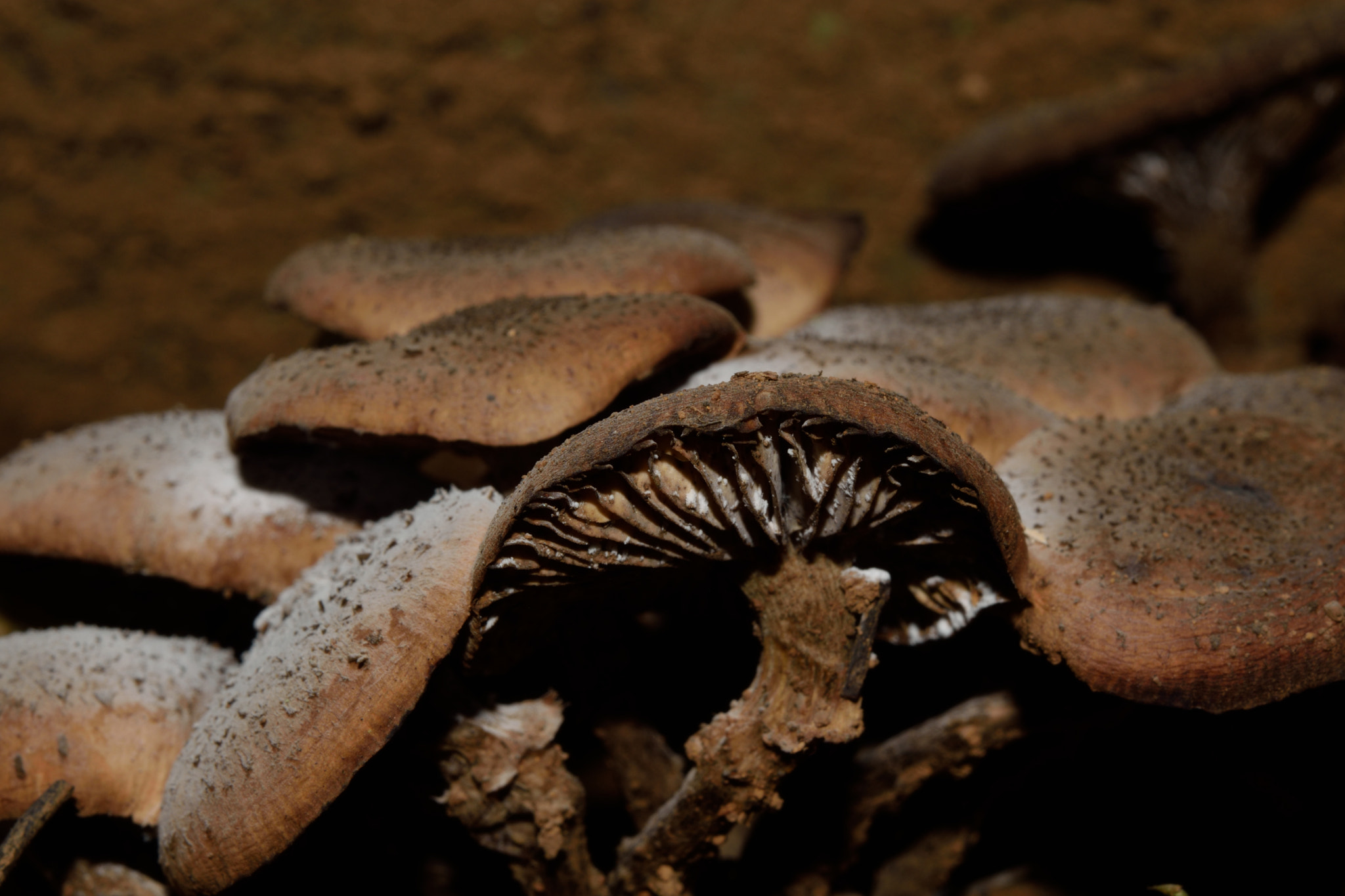 Nikon AF-S Micro-Nikkor 60mm F2.8G ED sample photo. Mushrooms and their spores photography