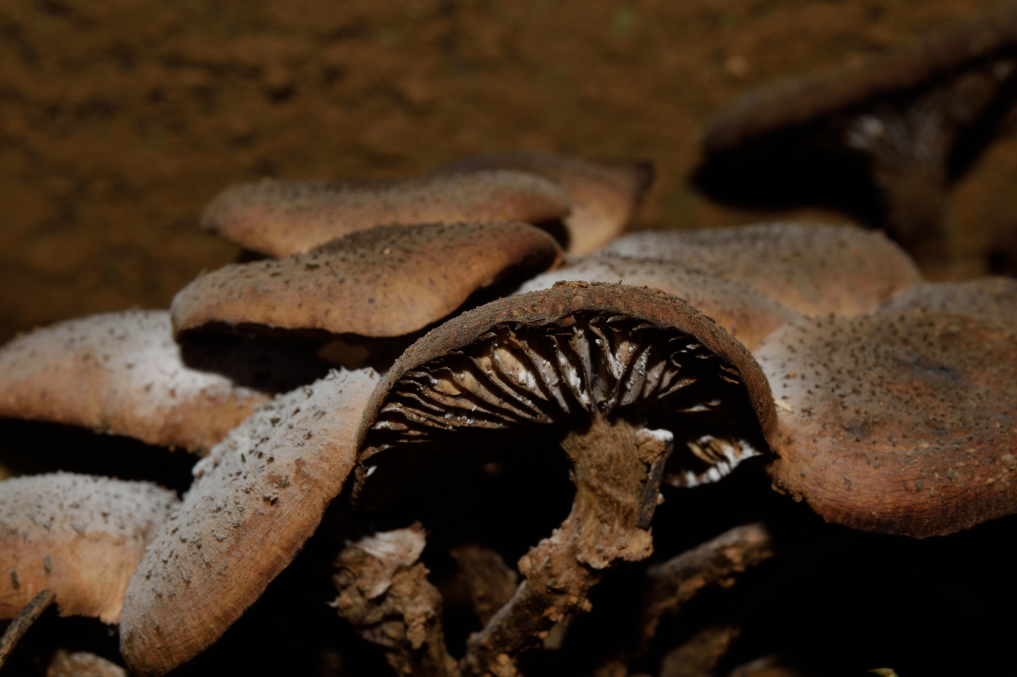 Nikon D3300 + Nikon AF-S Micro-Nikkor 60mm F2.8G ED sample photo. Mushrooms and their spores photography