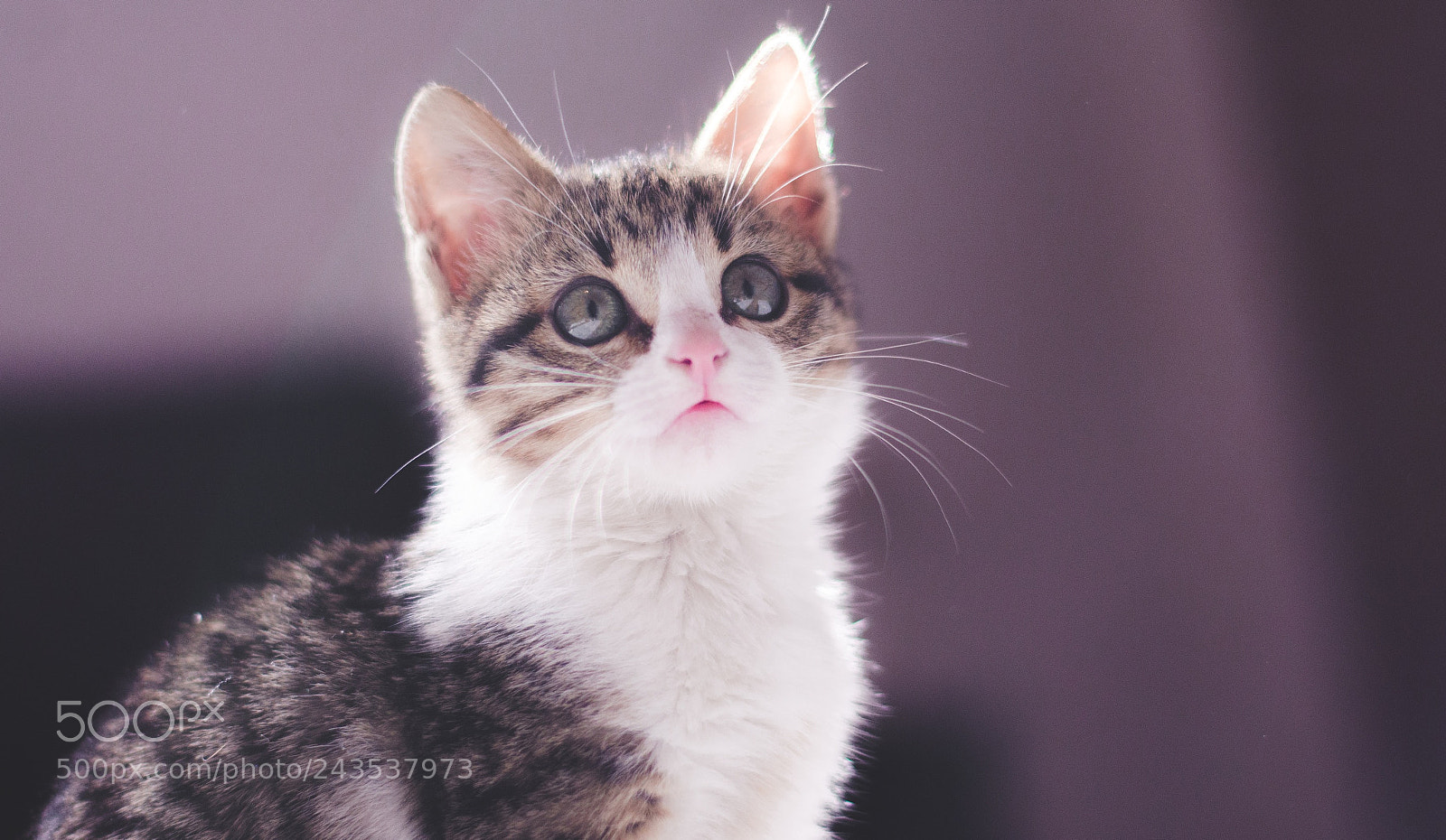 Nikon D5100 sample photo. Chichi 1 photography