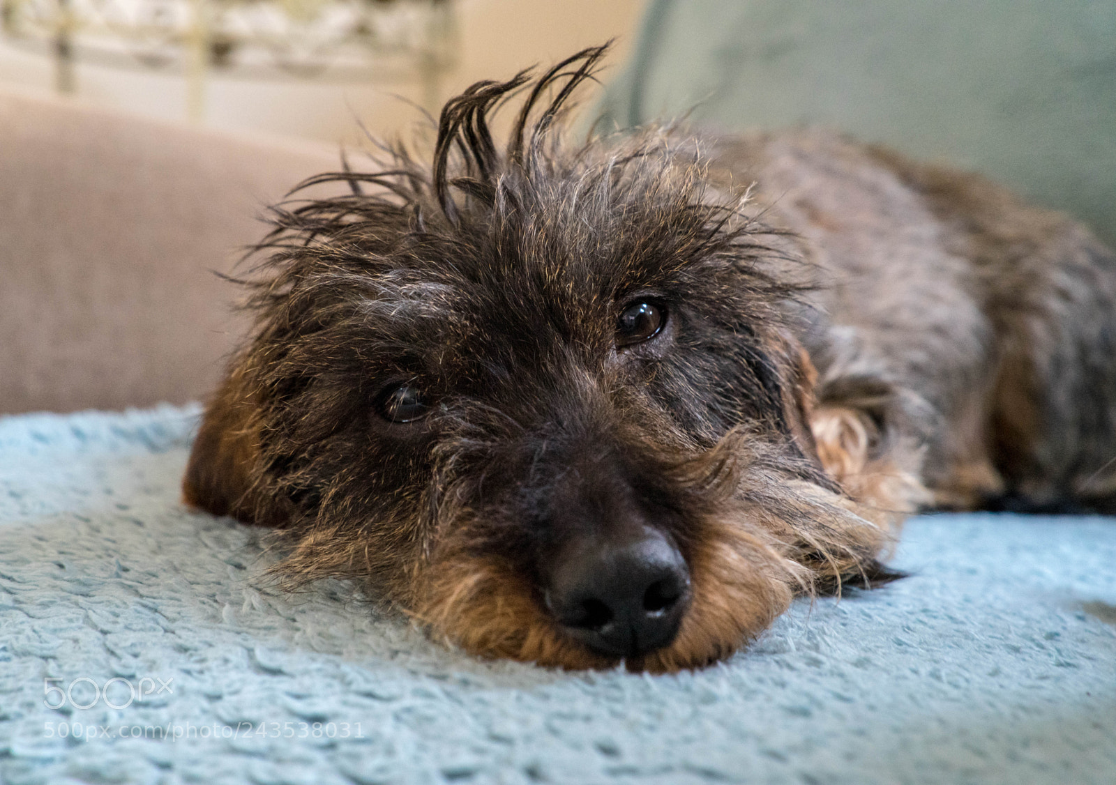 Sony a7 II sample photo. "barney" photography