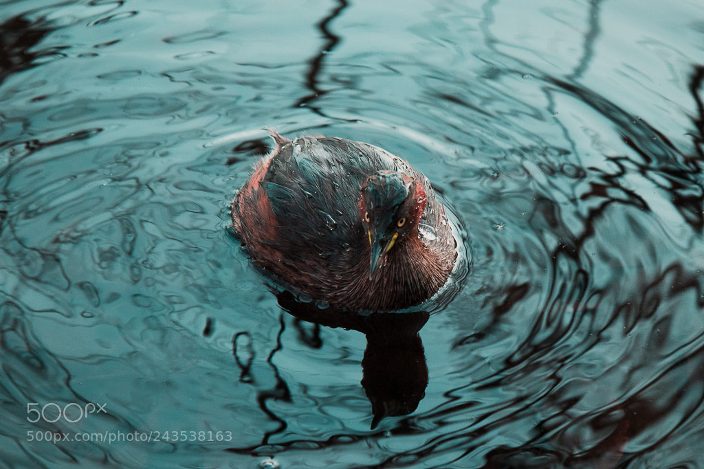 Canon EOS M5 sample photo. Waterfowl photography