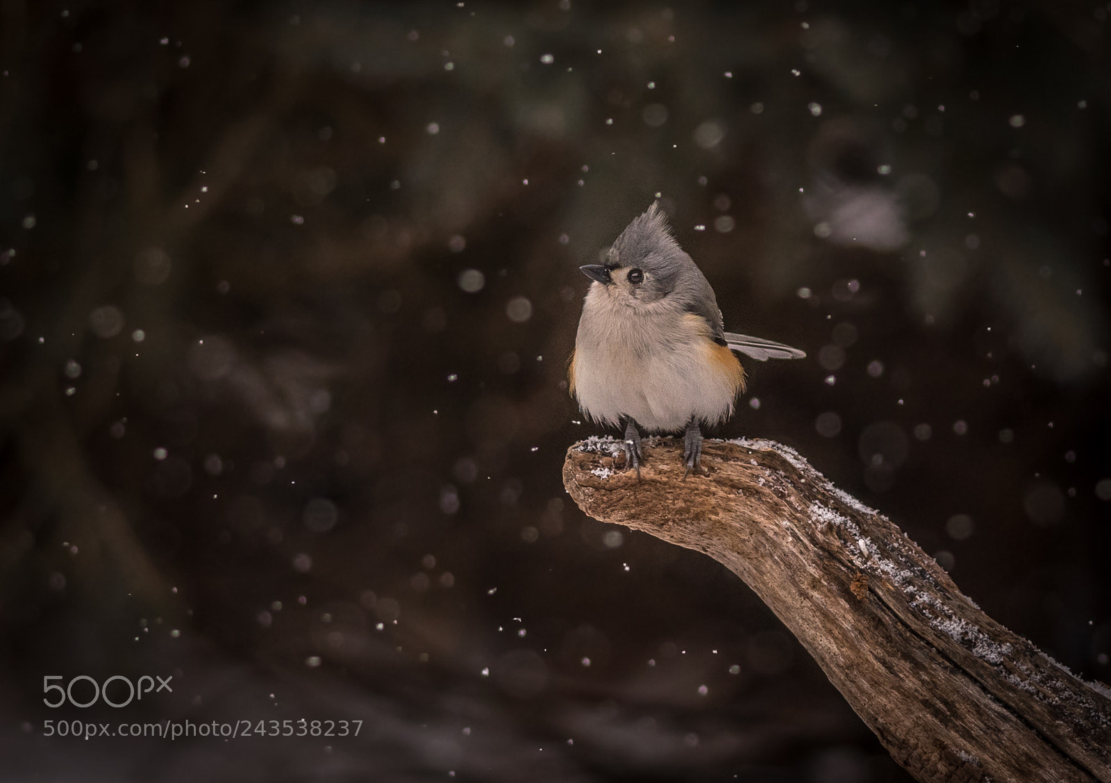 Nikon D500 sample photo. Tufted titmouse in falling photography