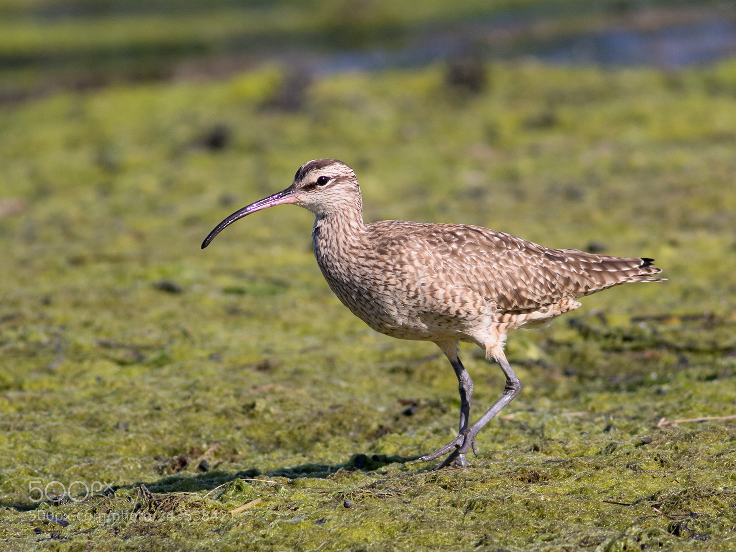 Canon EOS 7D Mark II sample photo. Common whimbrel photography