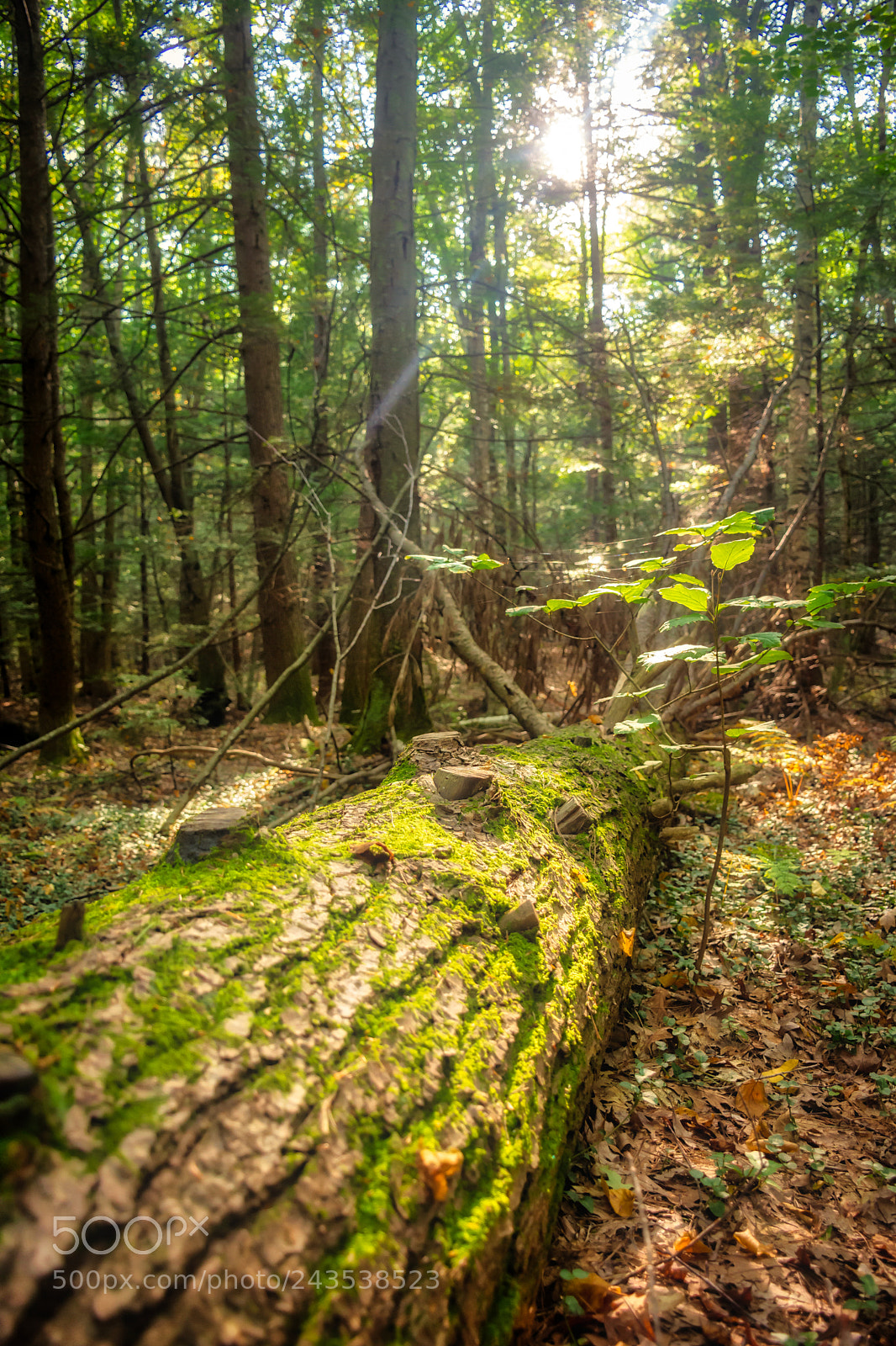 Nikon D7200 sample photo. Fallen moss covered tree photography