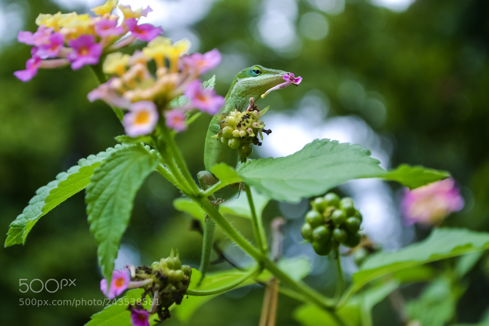 Nikon D3100 sample photo. Camouflage photography