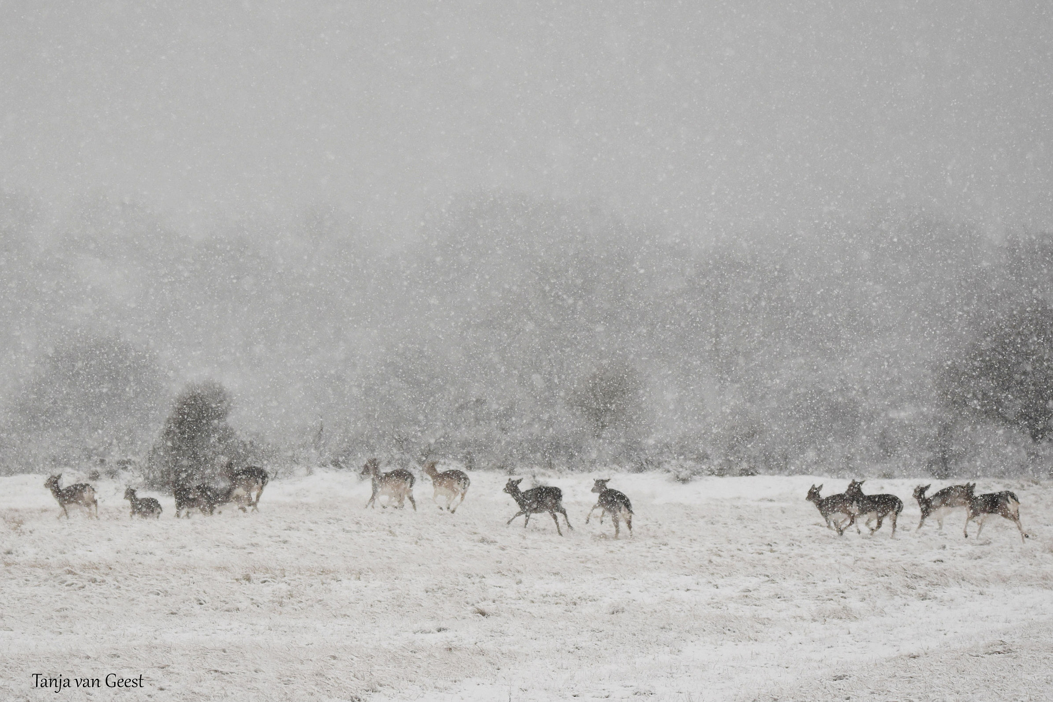 Nikon D5500 + Sigma 150-600mm F5-6.3 DG OS HSM | C sample photo. Running fallow deer in a blizzard photography