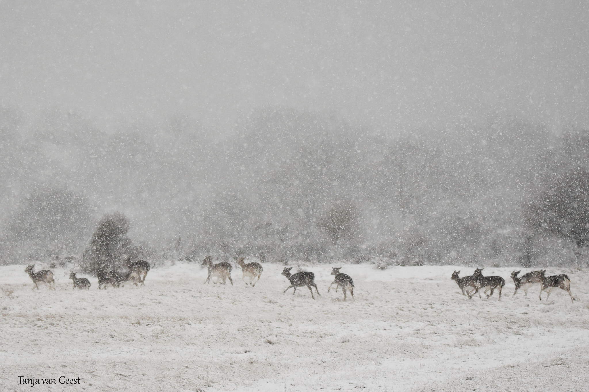 Sigma 150-600mm F5-6.3 DG OS HSM | C sample photo. Running fallow deer in a blizzard photography