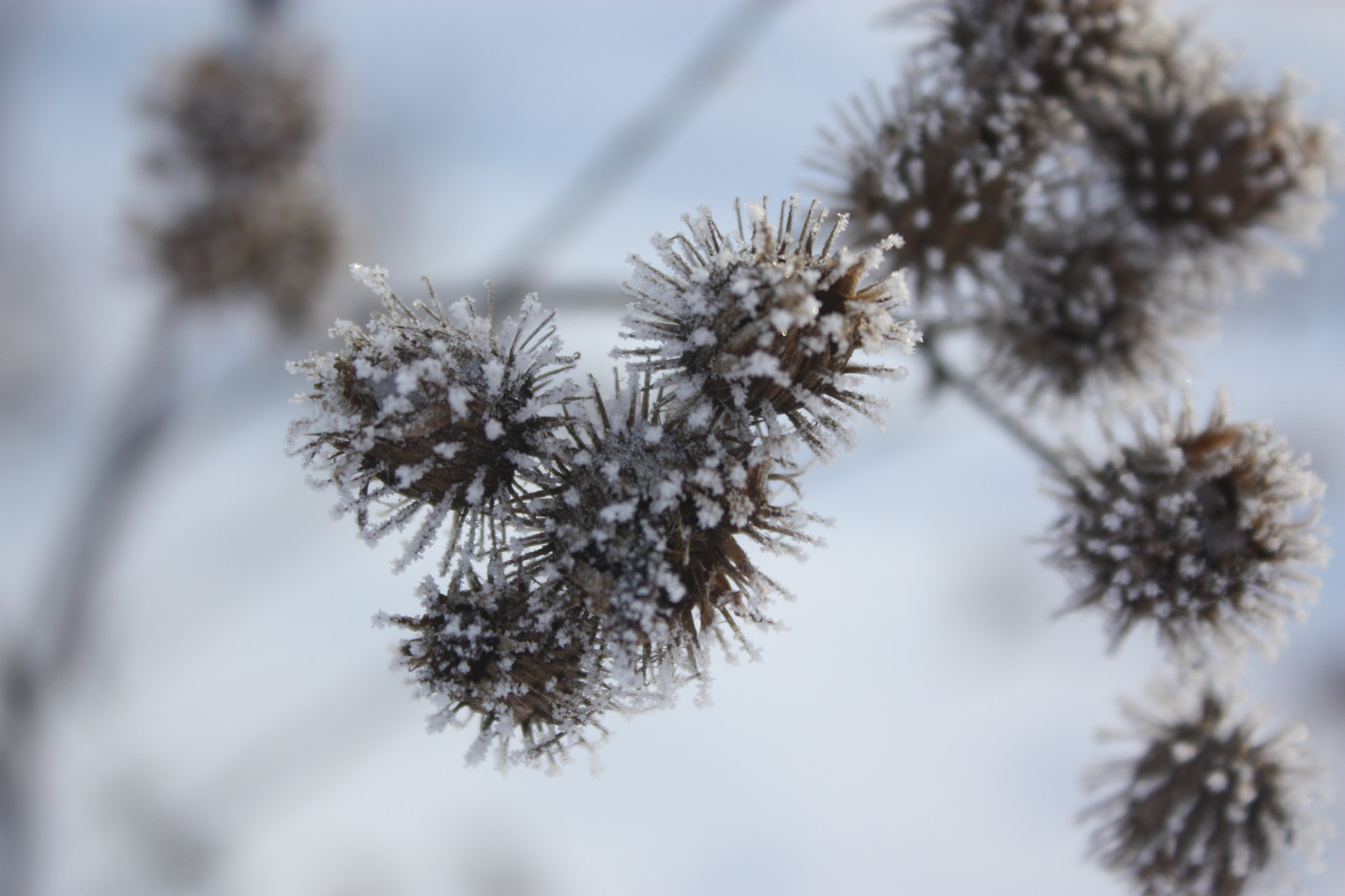 Canon EF 28mm F2.8 sample photo. Nature sleeping photography