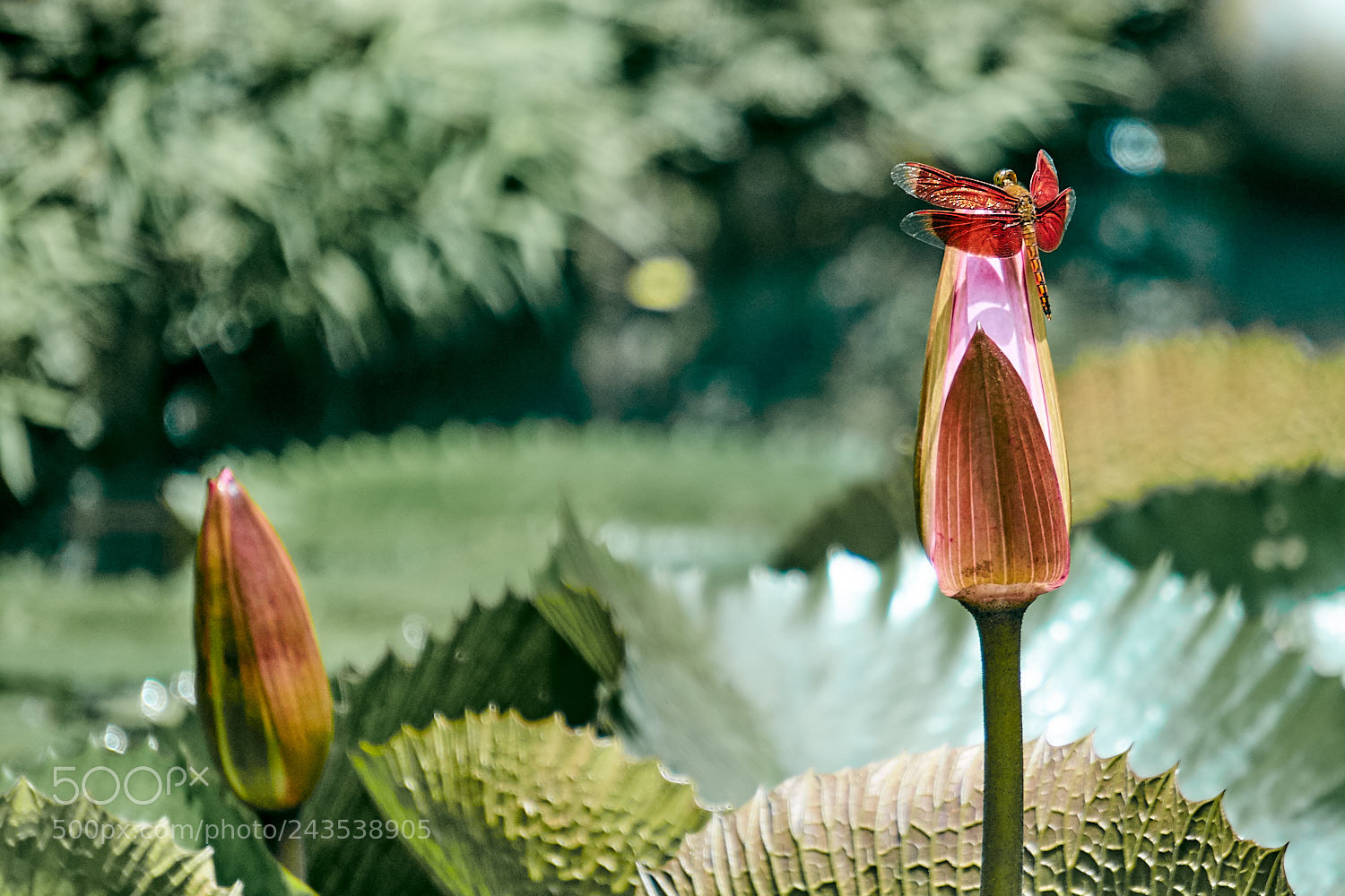 Sony a7 II sample photo. Red dragonfly on waterlilly photography
