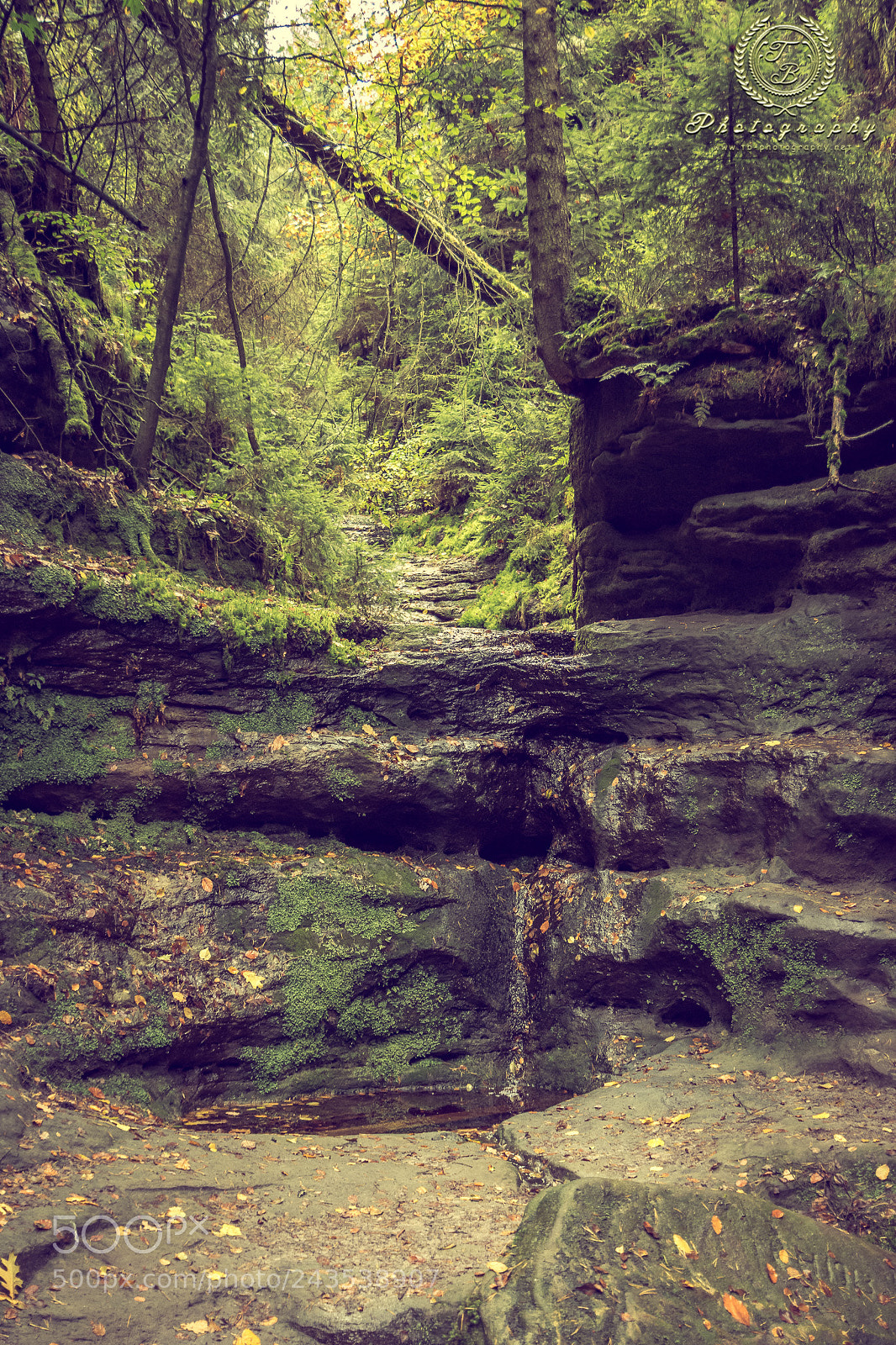 Nikon D7200 sample photo. Schwedenl cher in der photography