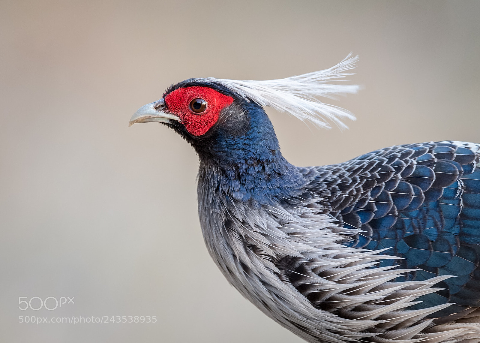 Nikon D500 sample photo. Kalij pheasant (lophura leucomelanos) photography